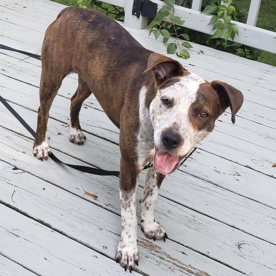 Enlarge Vera 2025, a Adoptable mixed breed in Norwood, OH image 1/3