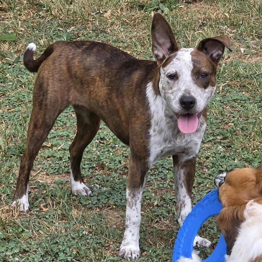 Enlarge Vera 2025, a Adoptable mixed breed in Norwood, OH image 2/3