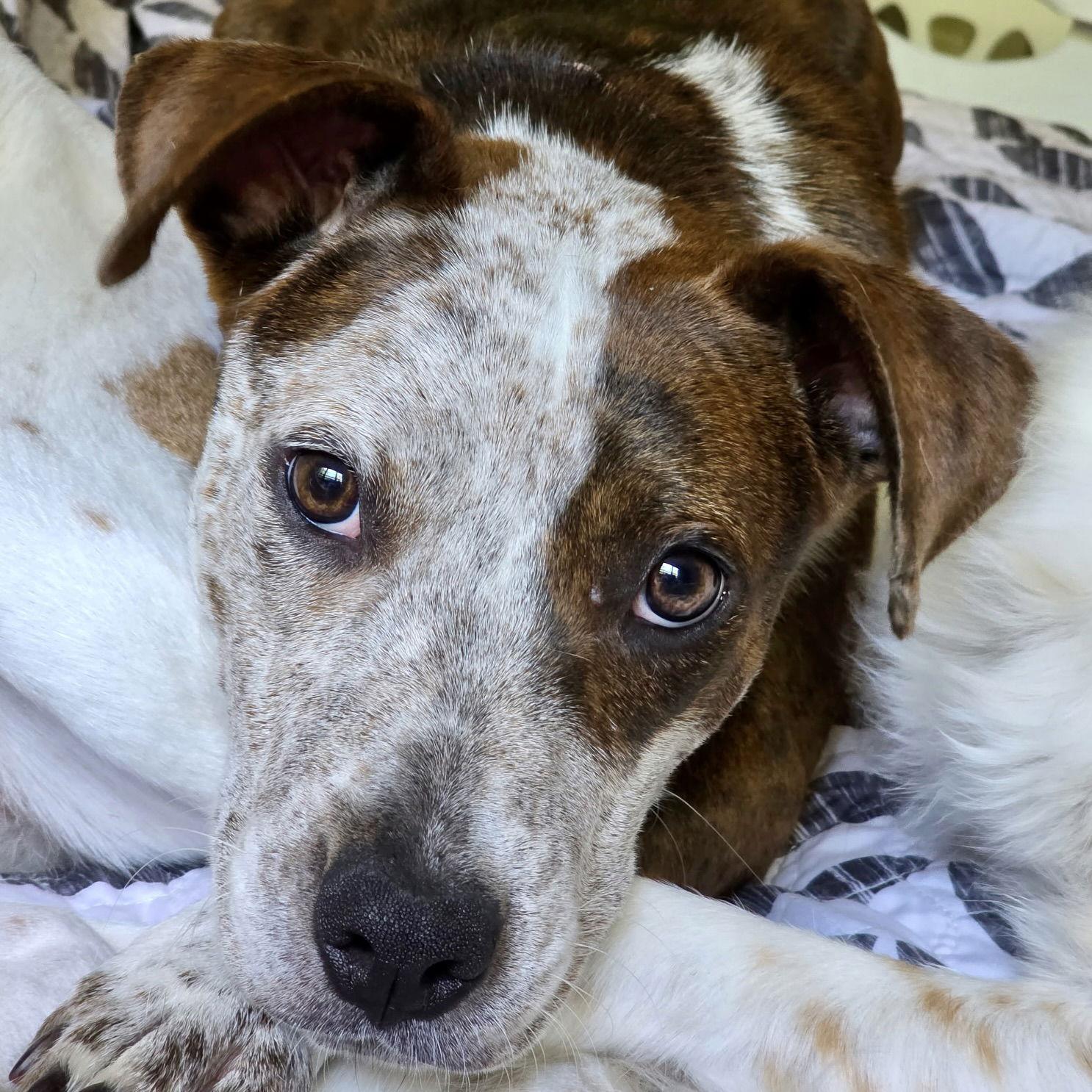 Vera 2025, Adoptable, Young Female Australian Cattle Dog / Blue Heeler & Beagle.