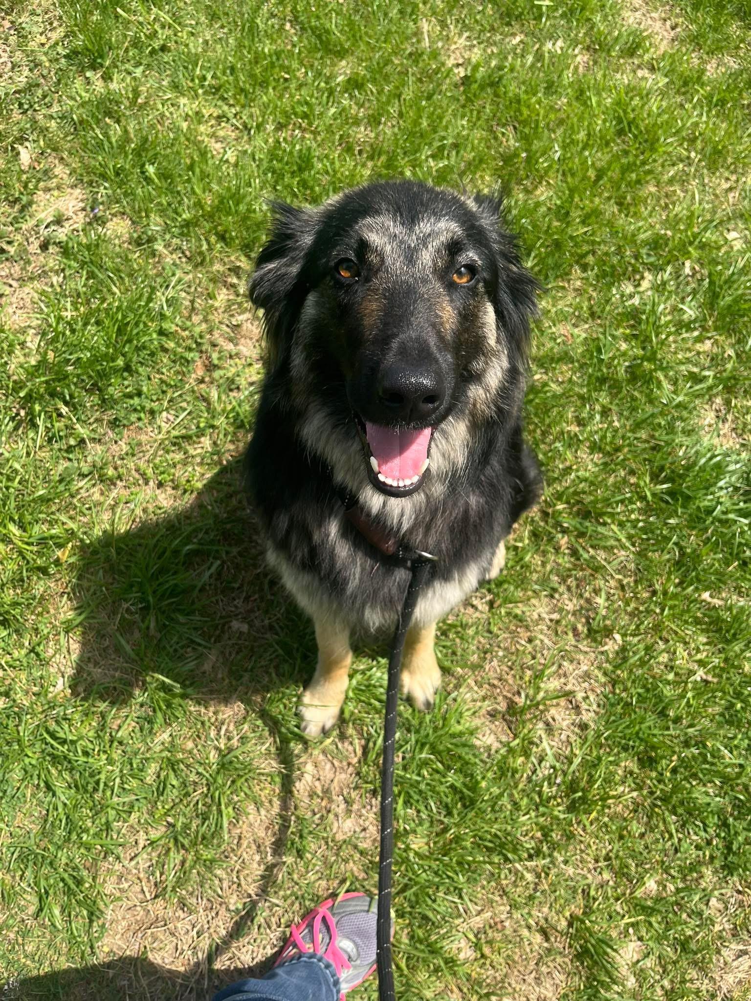 Lucille, ADOPTABLE, Young Female German Shepherd Dog.