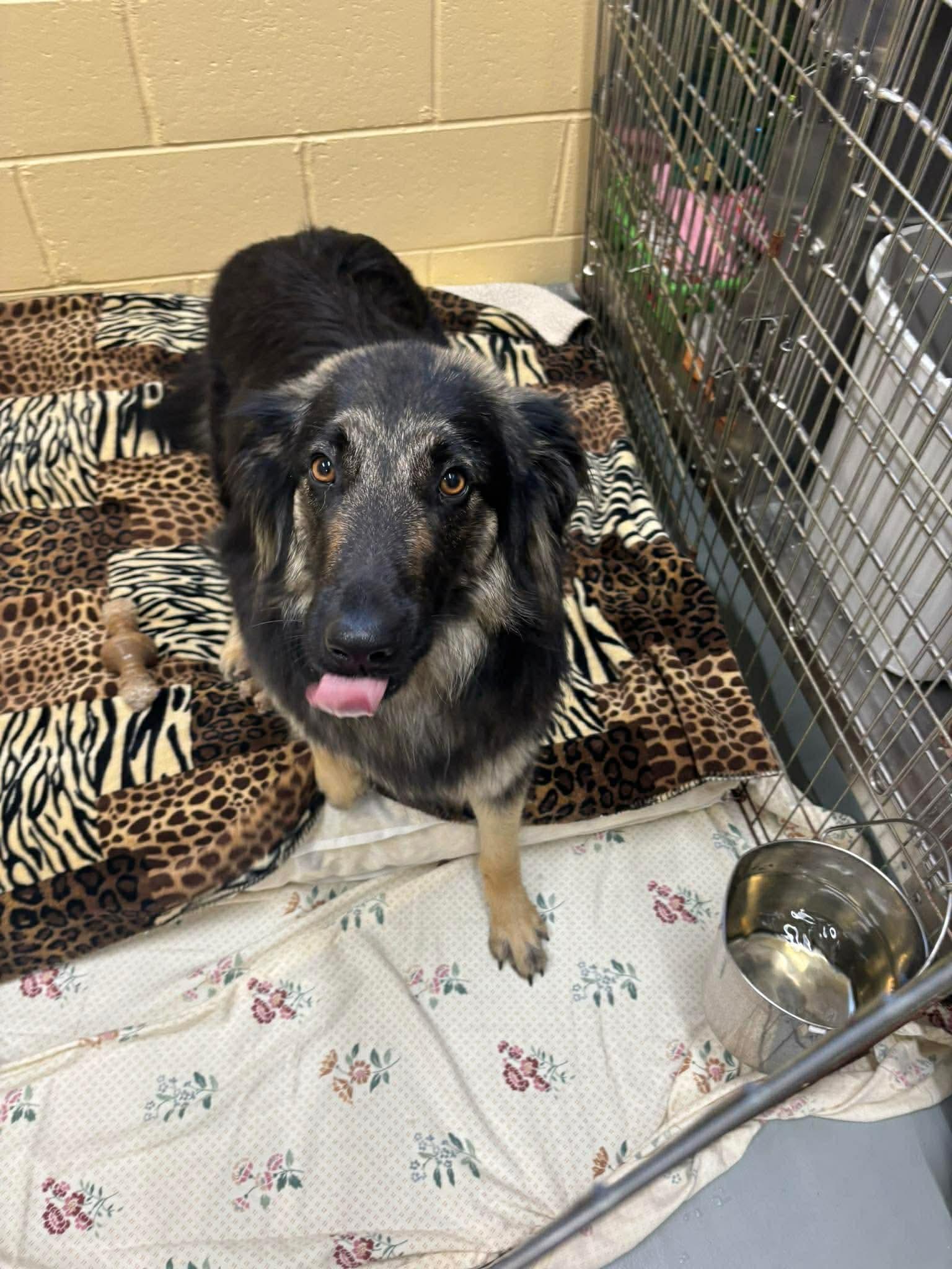 Enlarge Lucille, a ADOPTABLE mixed breed in Culpeper, VA image 2/2