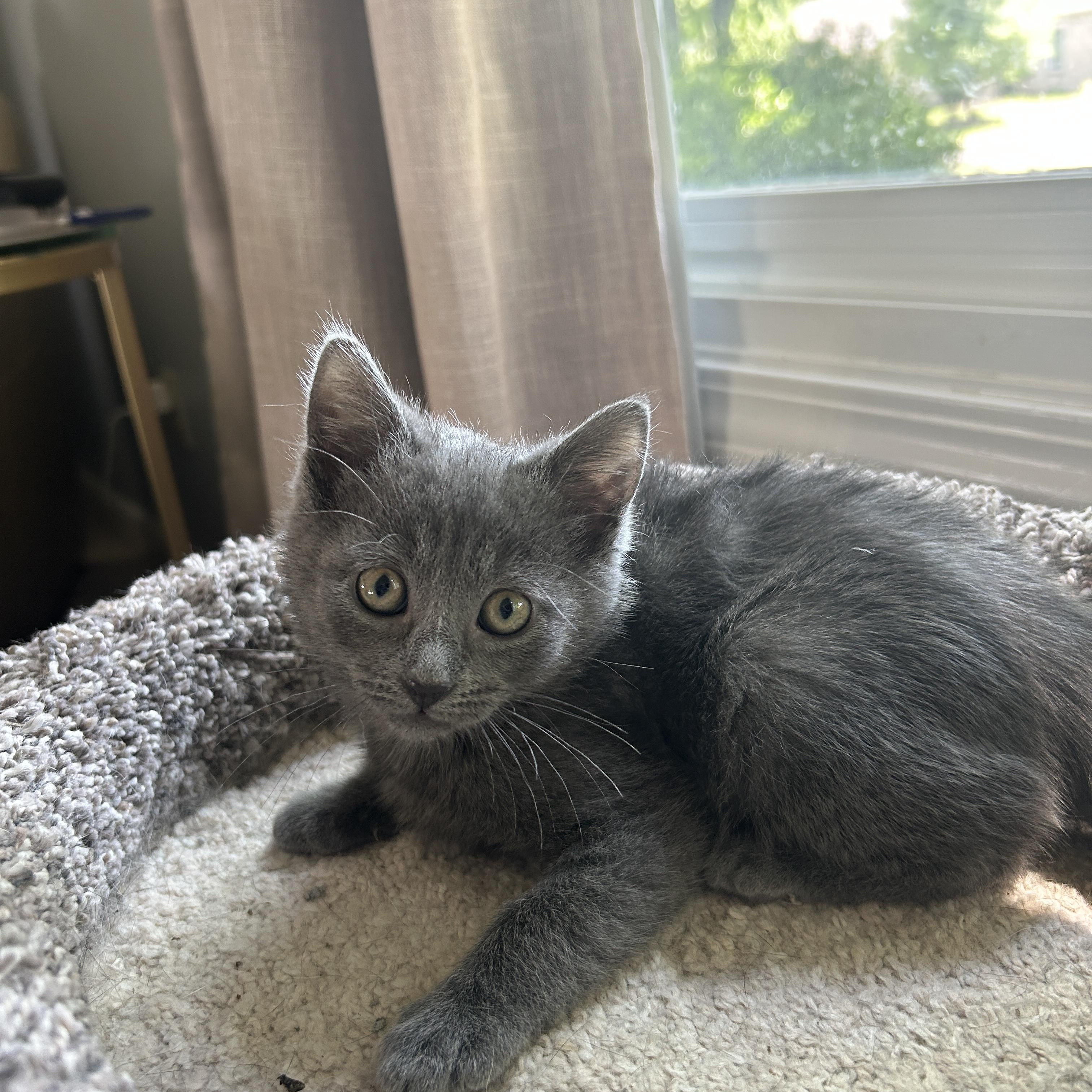 Ruby, an adopted mixed breed in Columbus, IN image 1/3