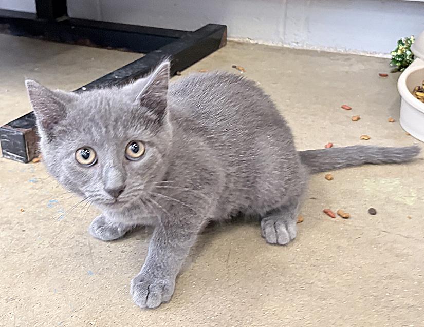Ruby, an adopted mixed breed in Columbus, IN image 3/3