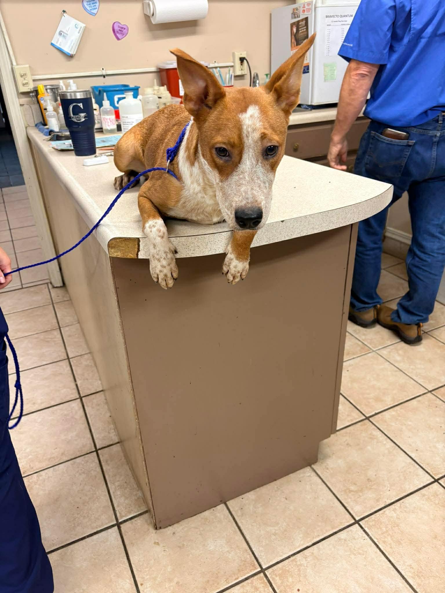 Sandy, Adoptable, Young Female Australian Cattle Dog / Blue Heeler.