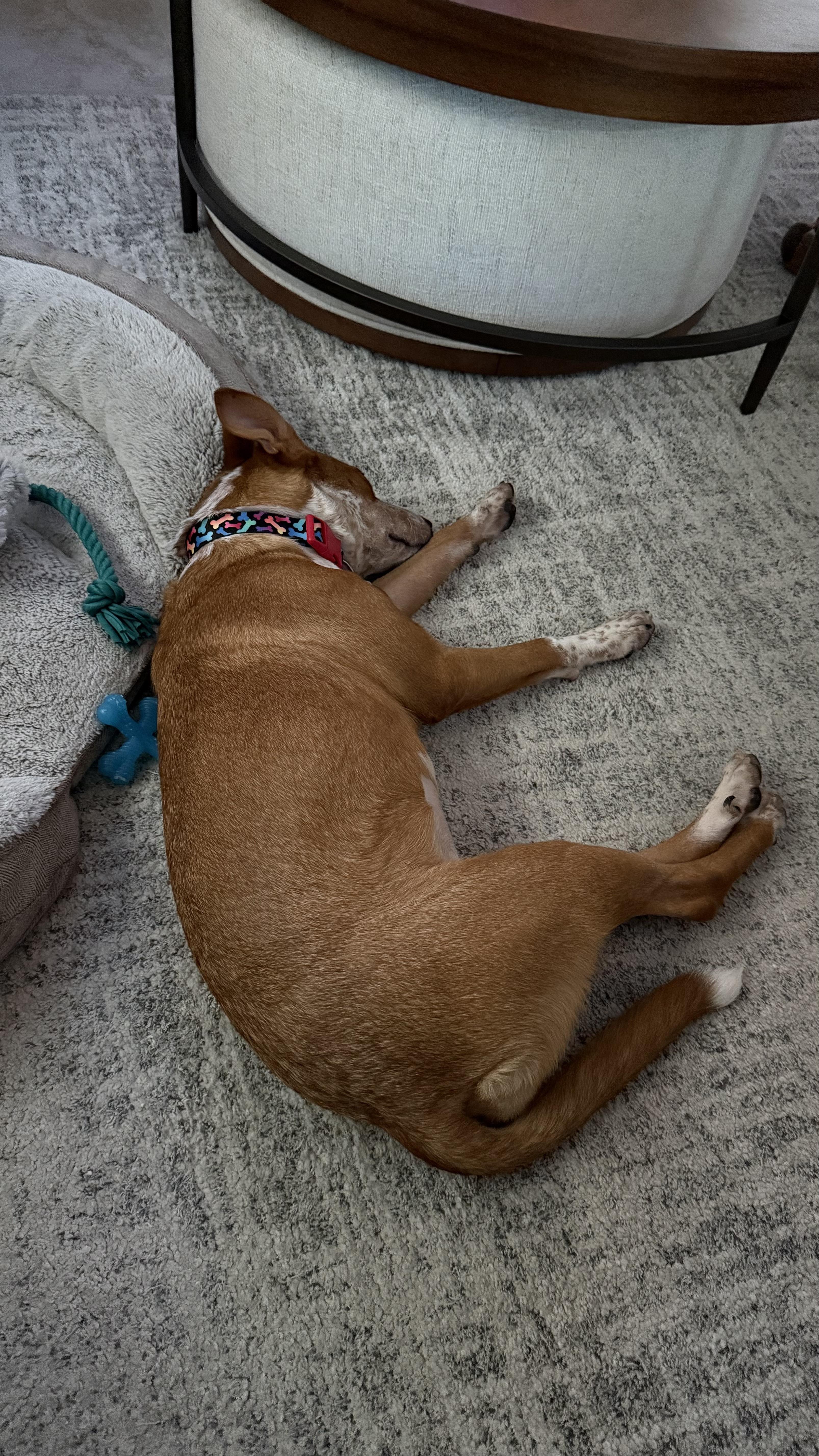 Enlarge Sandy, a Adoptable Australian Cattle Dog / Blue Heeler in Bradenton, FL image 2/6