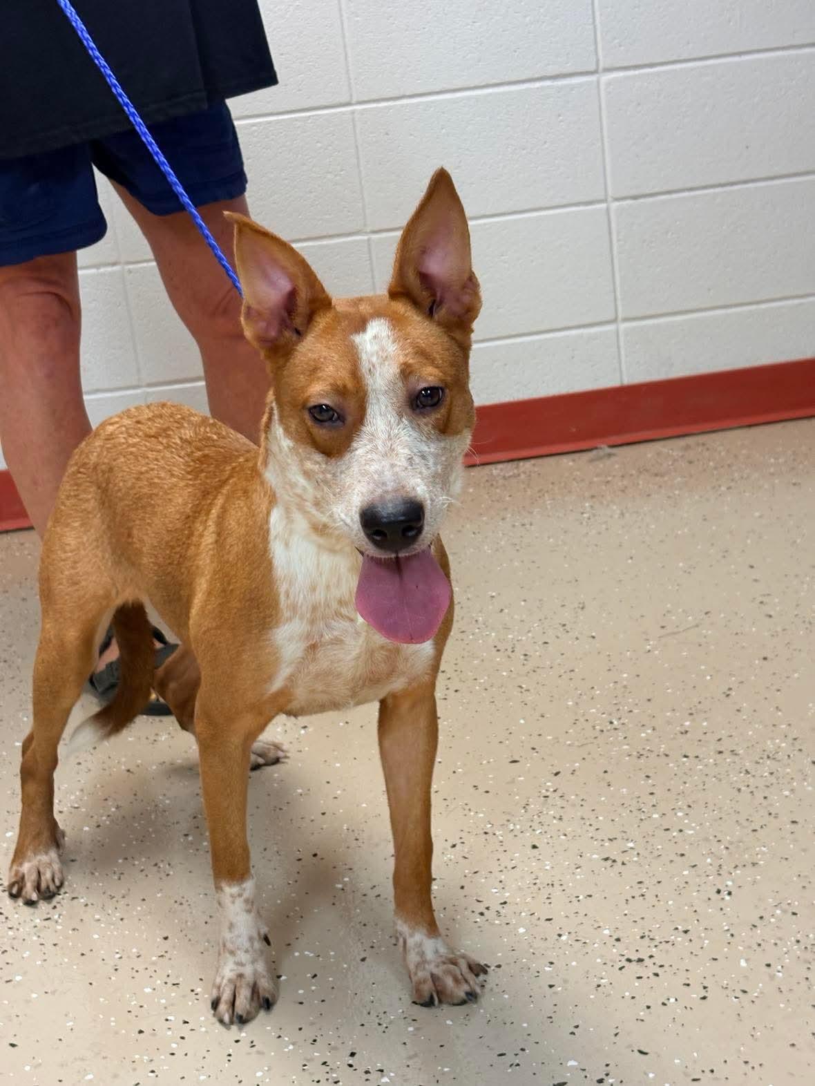 Enlarge Sandy, a Adoptable Australian Cattle Dog / Blue Heeler in Bradenton, FL image 3/6