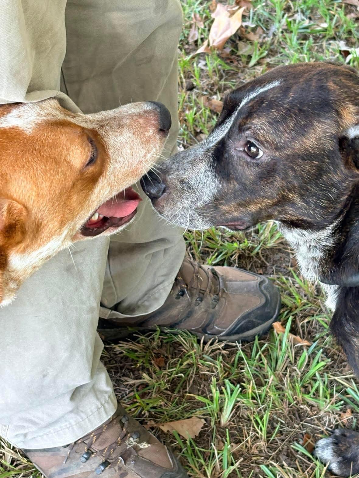 Enlarge Sandy, a Adoptable Australian Cattle Dog / Blue Heeler in Bradenton, FL image 4/6