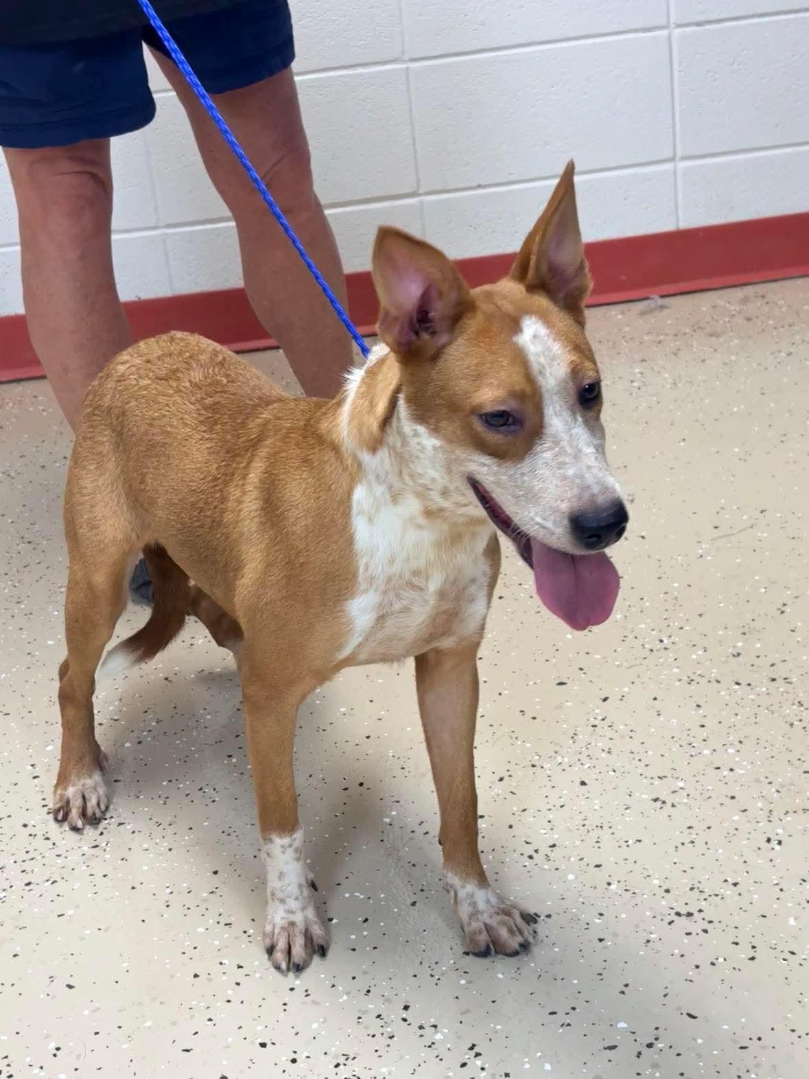 Enlarge Sandy, a Adoptable Australian Cattle Dog / Blue Heeler in Bradenton, FL image 5/6