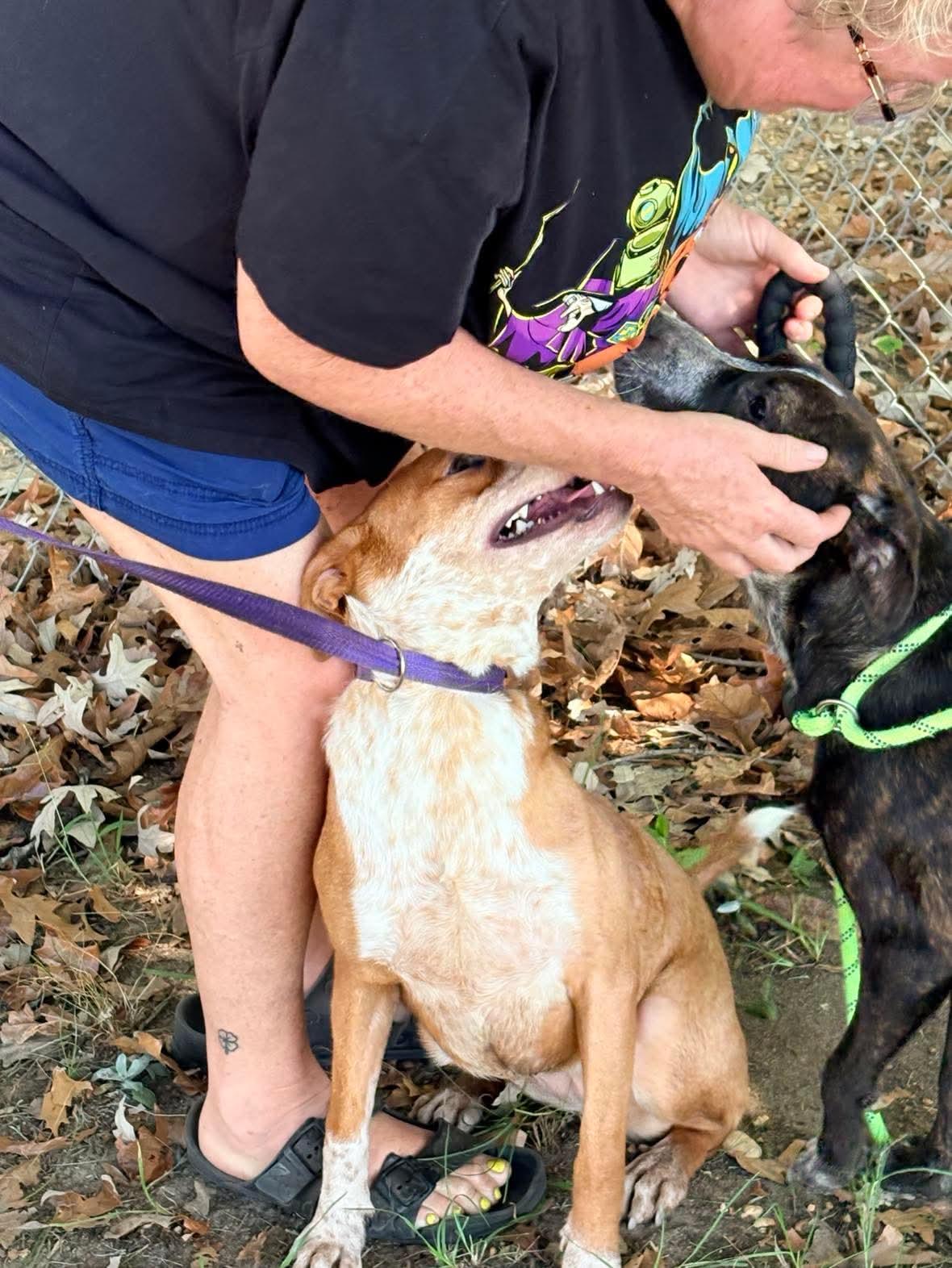 Enlarge Sandy, a Adoptable Australian Cattle Dog / Blue Heeler in Bradenton, FL image 6/6