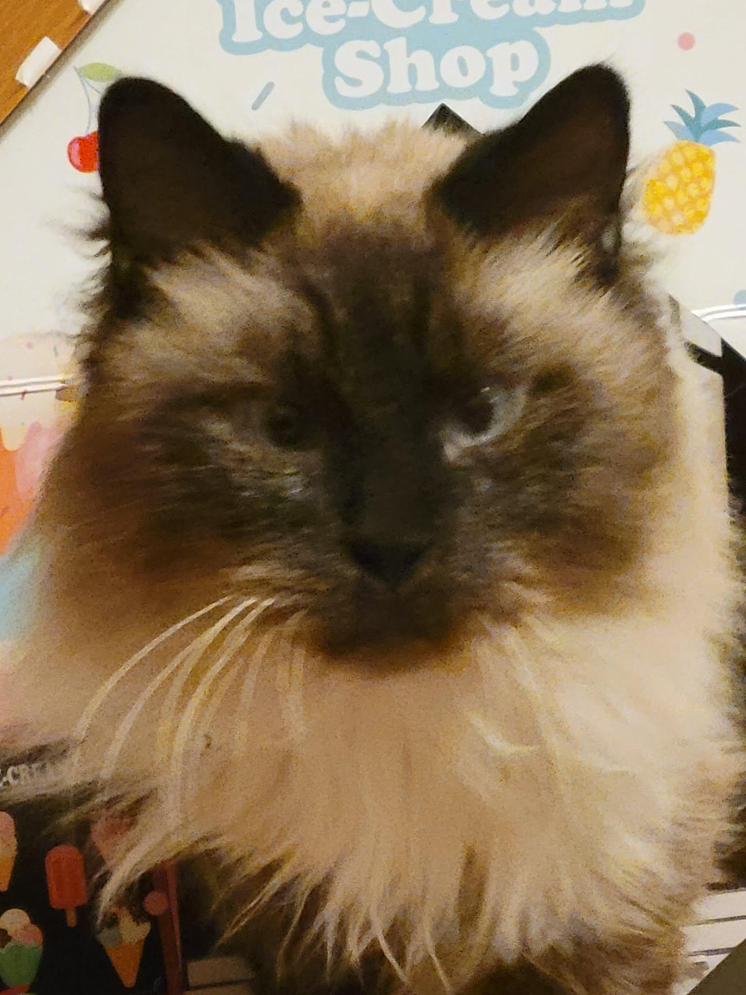 Daisy Grumbles, Adoptable, Senior Female Balinese.