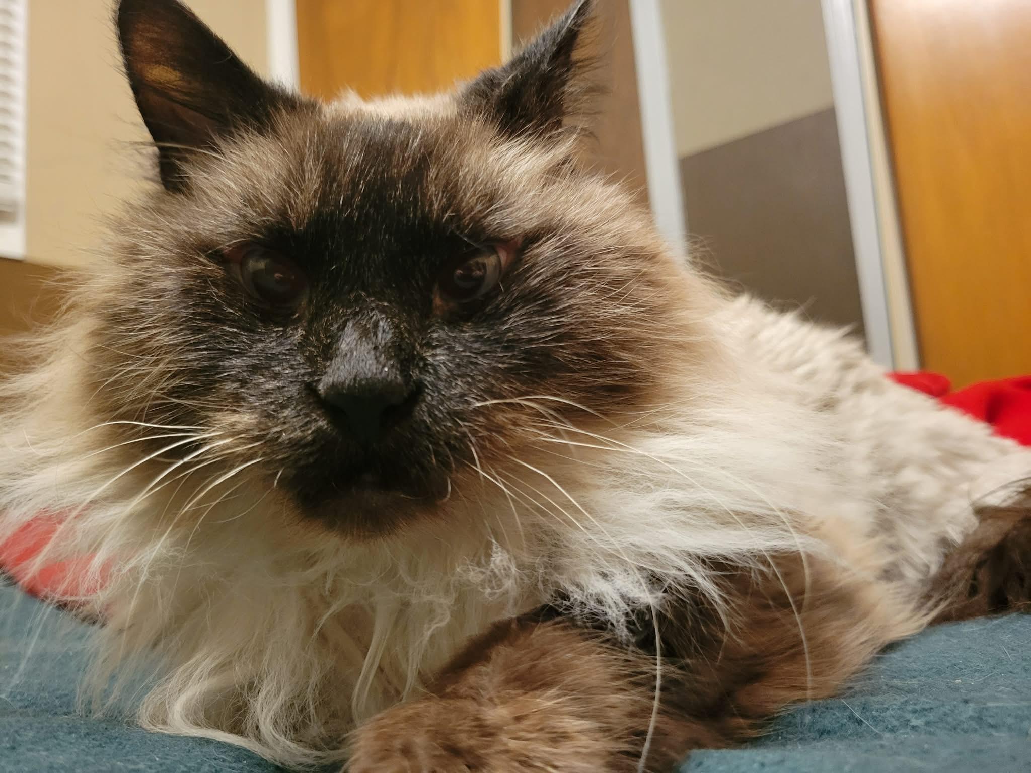 Enlarge Daisy Grumbles, a Adoptable mixed breed in Lockport, IL image 2/6