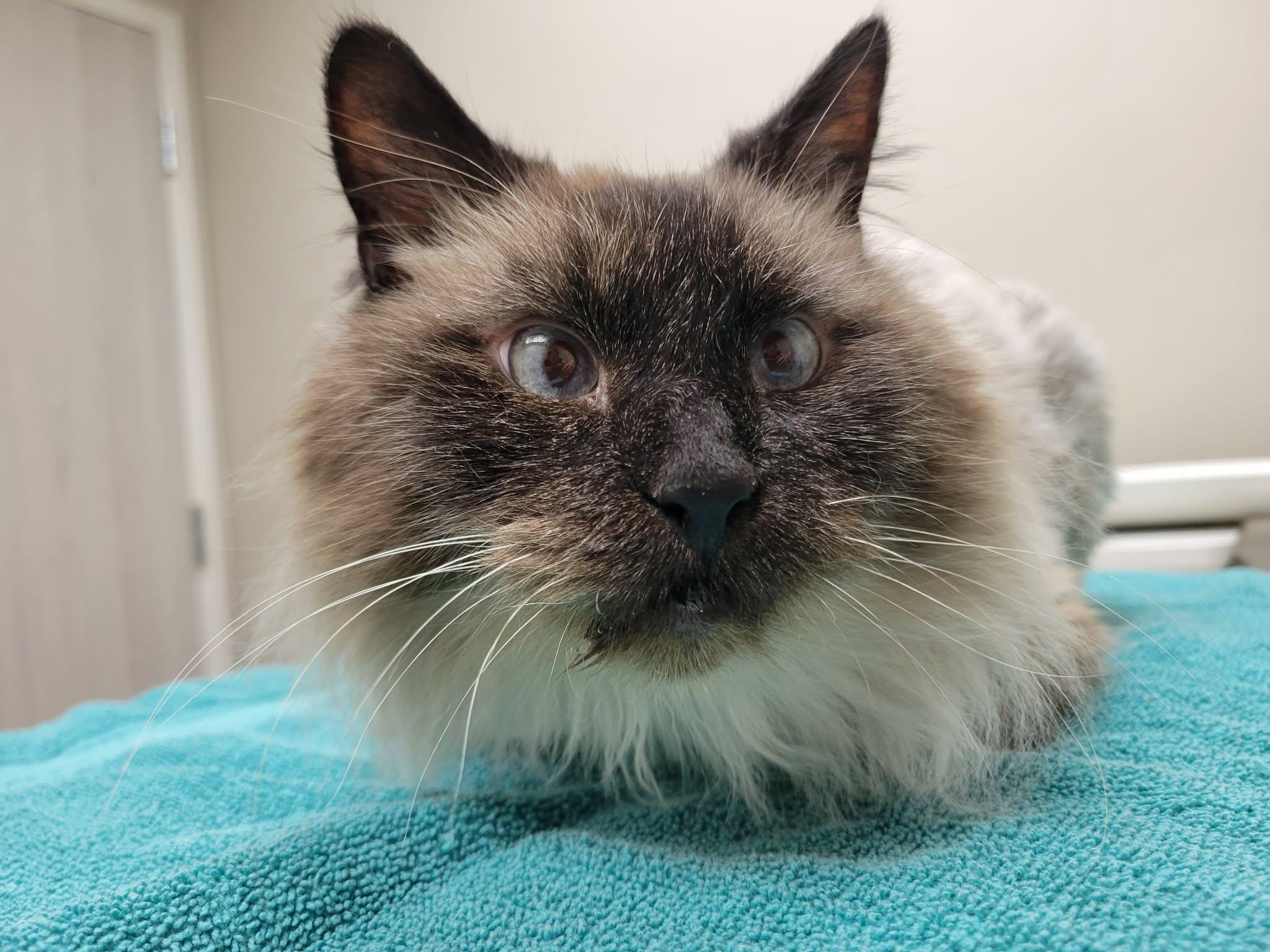 Enlarge Daisy Grumbles, a Adoptable mixed breed in Lockport, IL image 3/6