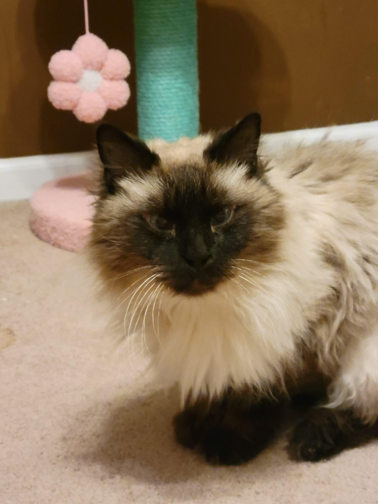 Enlarge Daisy Grumbles, a Adoptable mixed breed in Lockport, IL image 4/6