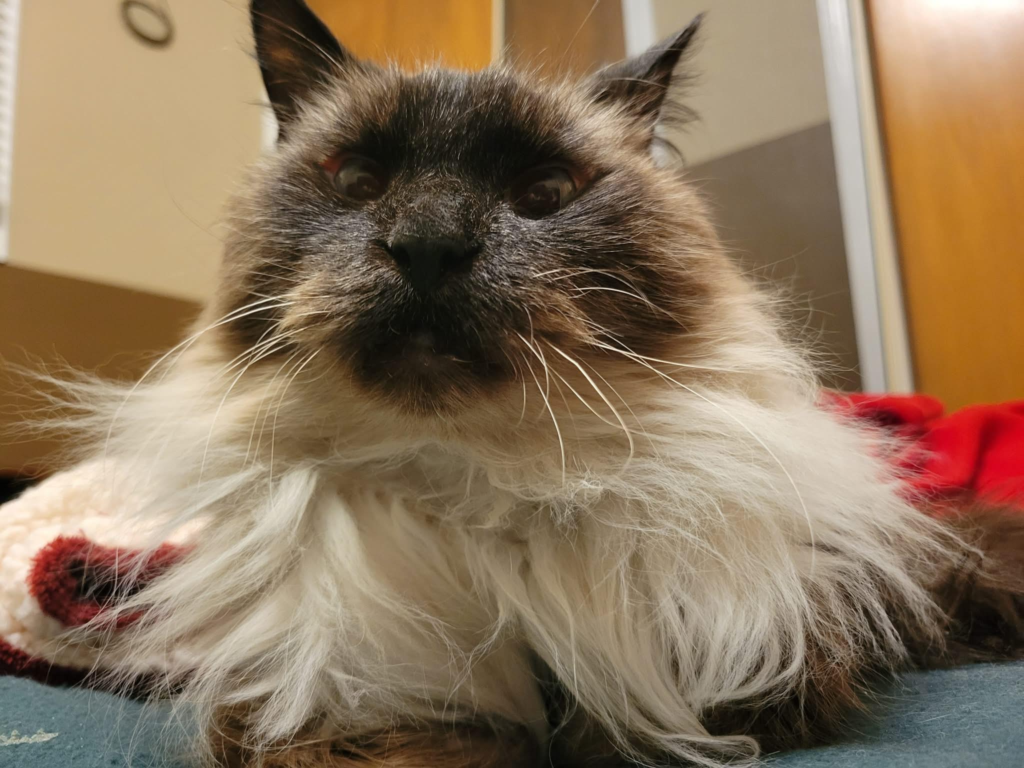 Enlarge Daisy Grumbles, a Adoptable mixed breed in Lockport, IL image 5/6