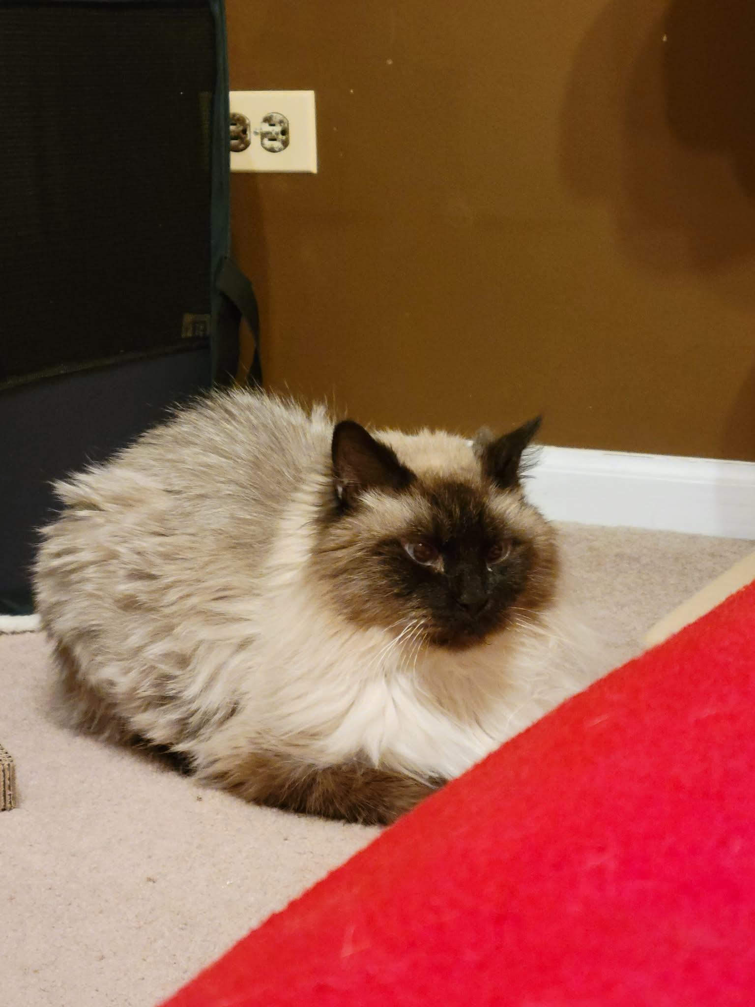 Enlarge Daisy Grumbles, a Adoptable mixed breed in Lockport, IL image 6/6