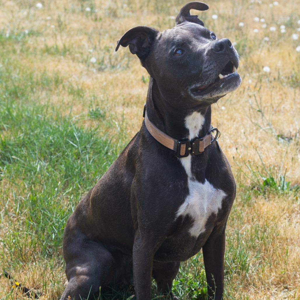 Enlarge Carter, a Adoptable mixed breed in Corvallis, OR image 2/6