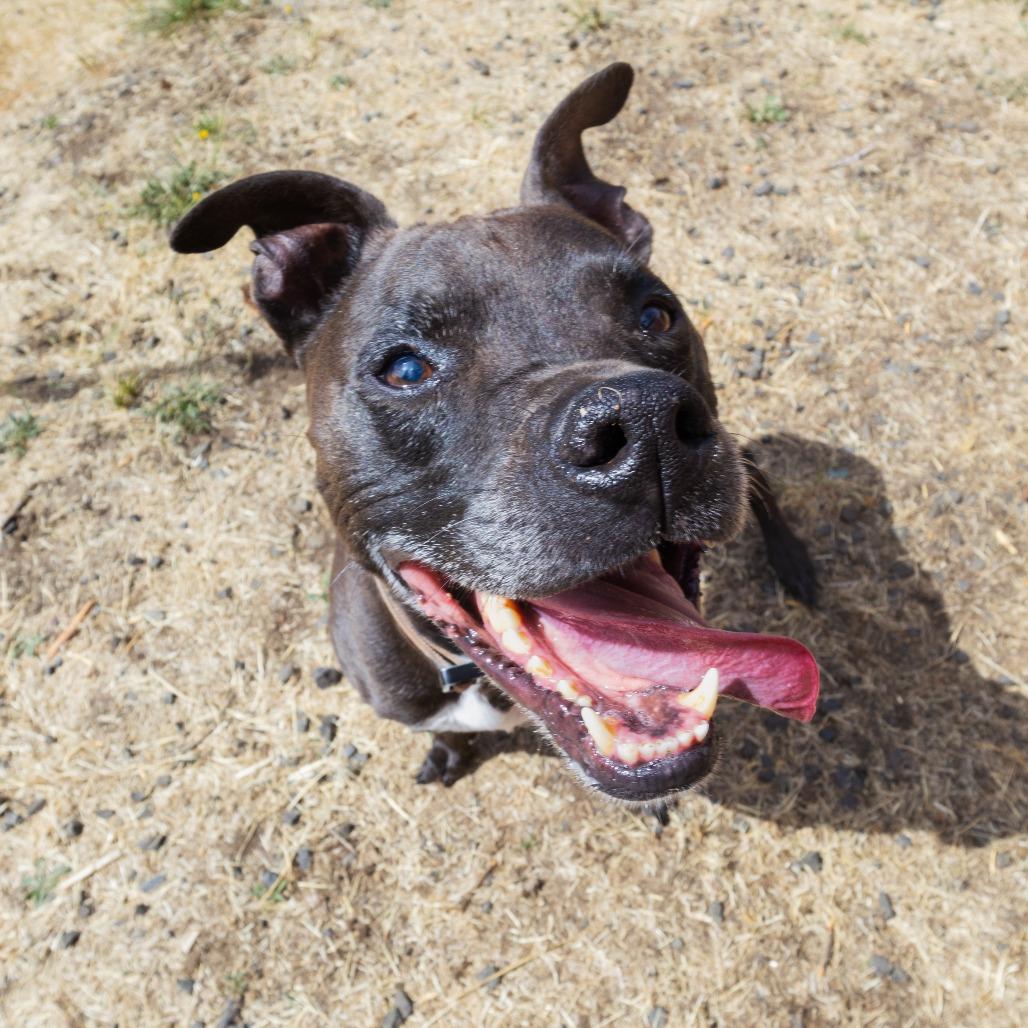 Enlarge Carter, a Adoptable mixed breed in Corvallis, OR image 4/6