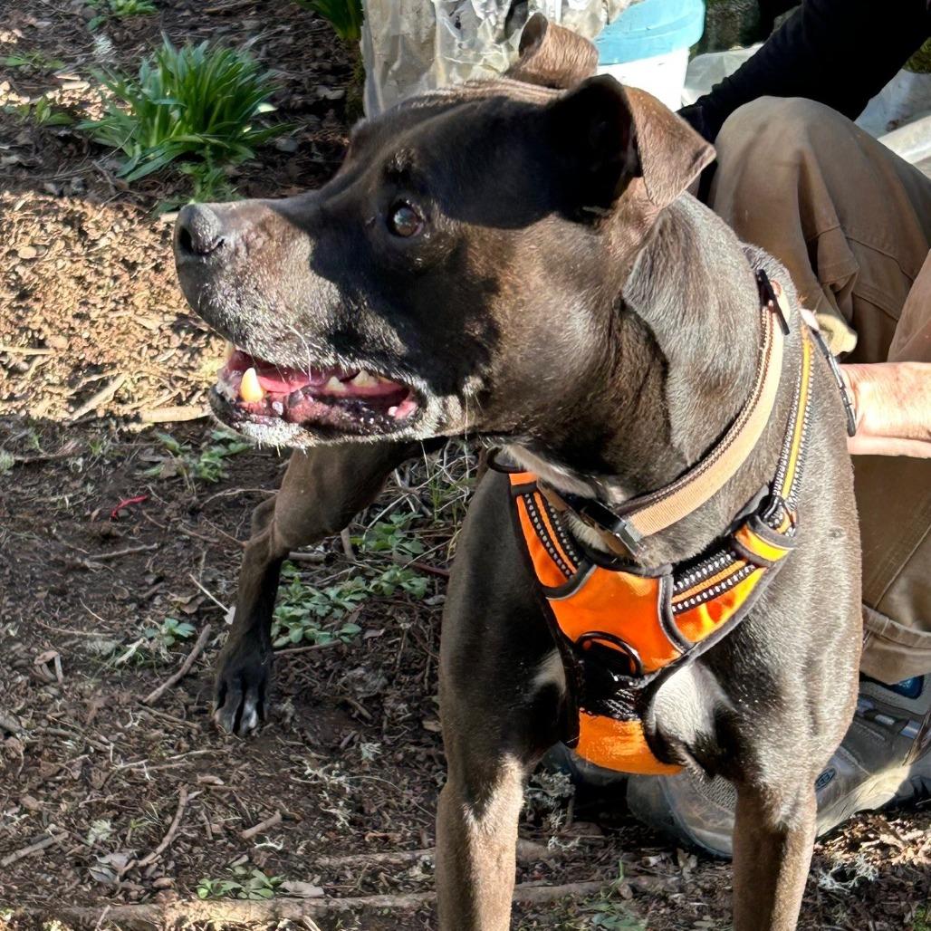 Enlarge Carter, a Adoptable mixed breed in Corvallis, OR image 5/6