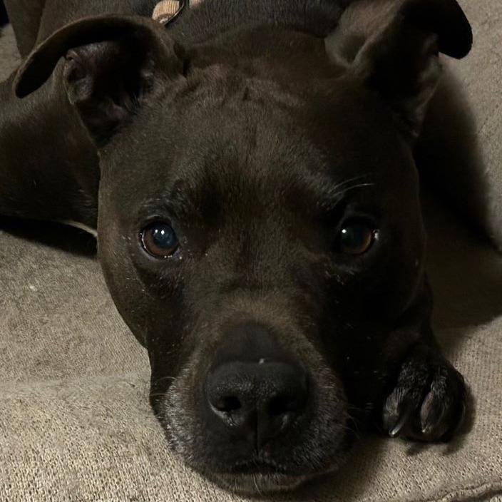 Enlarge Carter, a Adoptable mixed breed in Corvallis, OR image 6/6