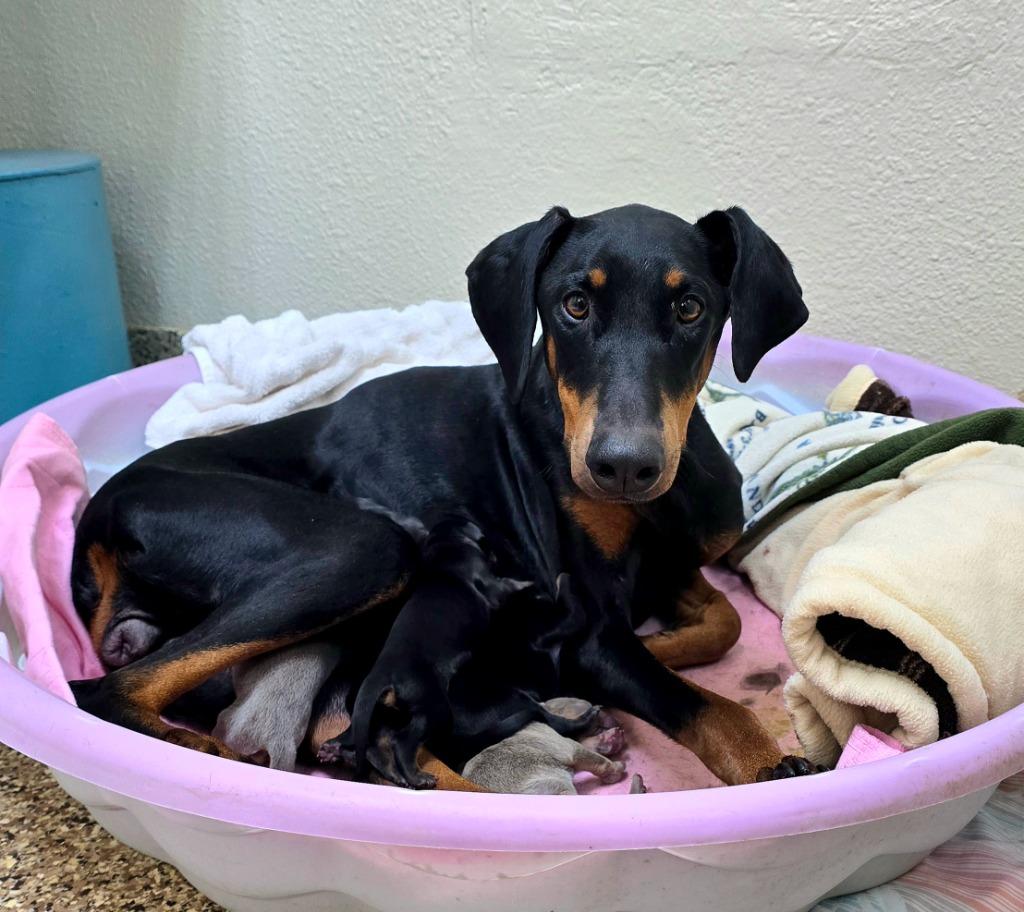 Enlarge Ava, a Adoptable Doberman Pinscher in Pratt, KS image 1/1