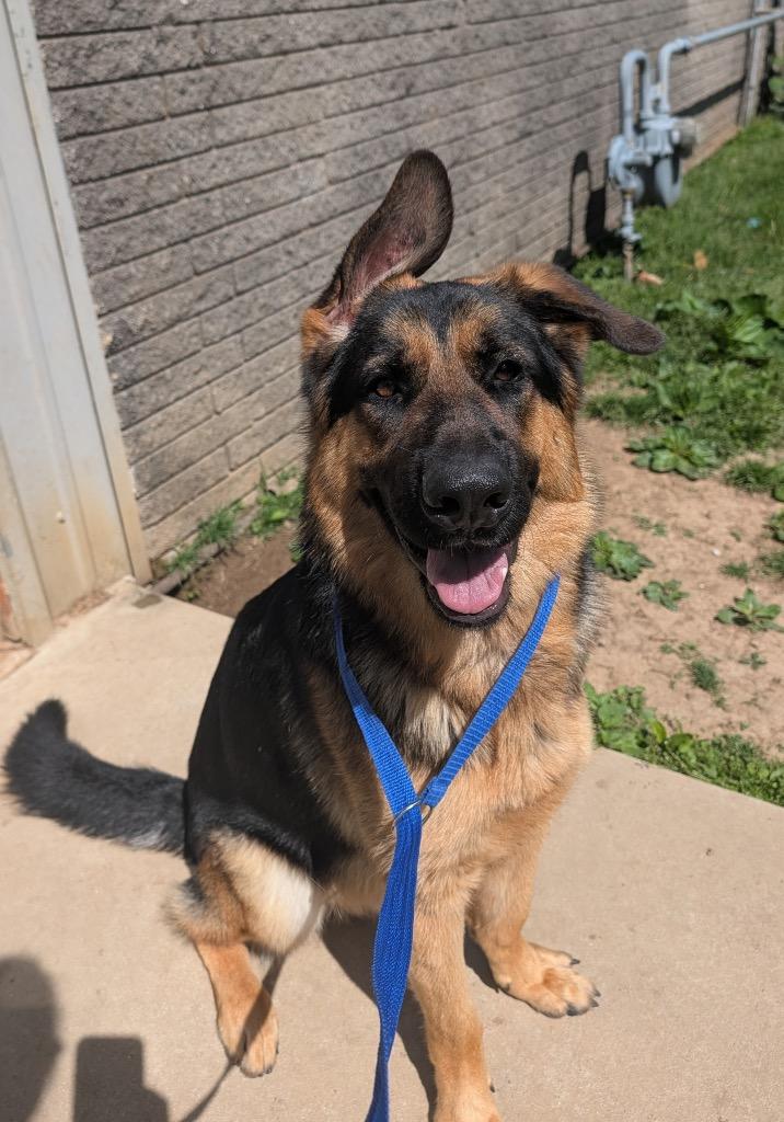 Enlarge Ranger, a Adopted mixed breed in Shelbyville, TN image 1/4