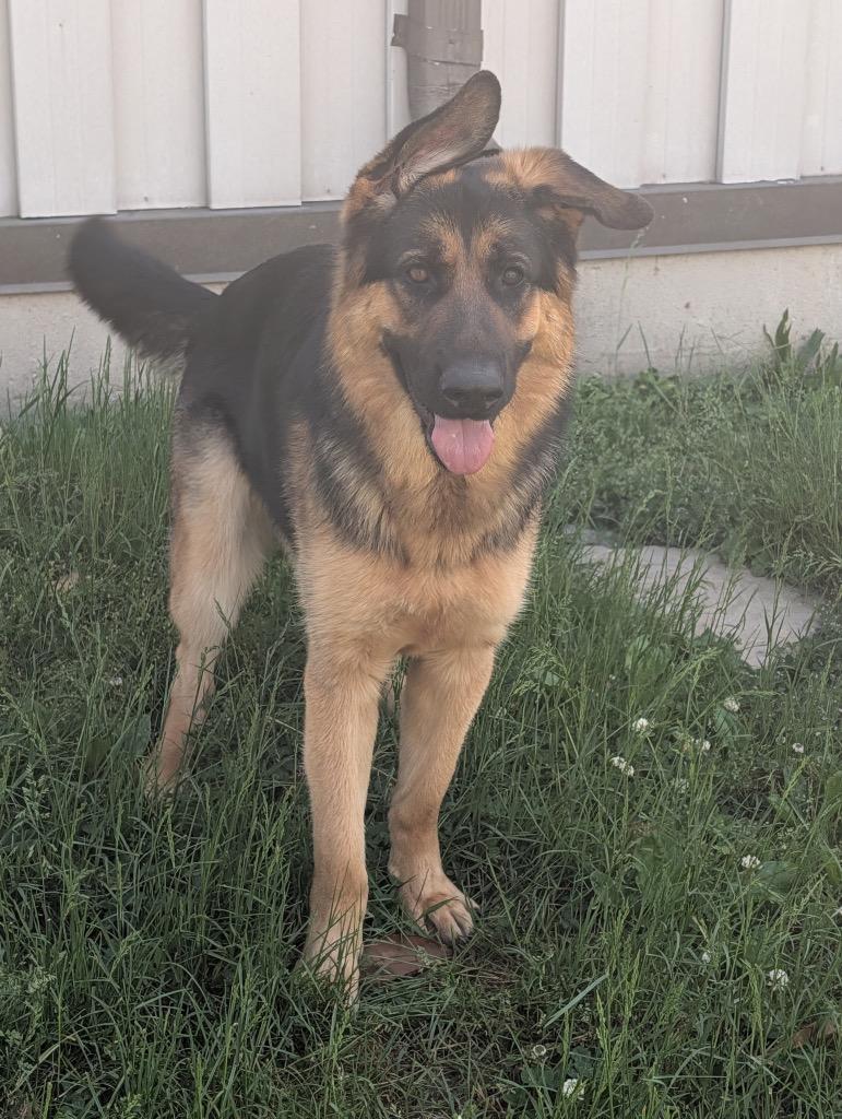 Enlarge Ranger, a Adopted mixed breed in Shelbyville, TN image 2/4