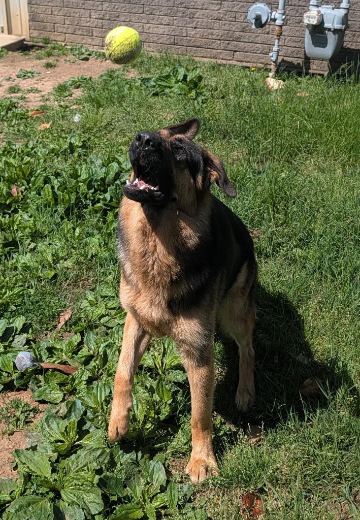 Enlarge Ranger, a Adopted mixed breed in Shelbyville, TN image 3/4