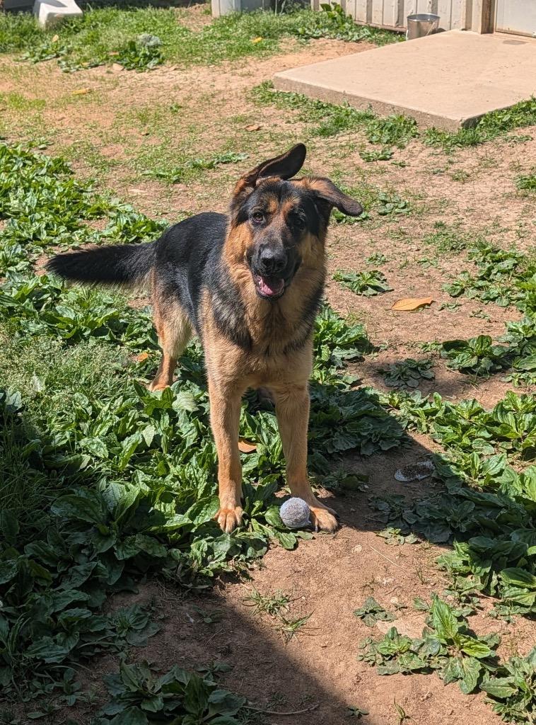 Enlarge Ranger, a Adopted mixed breed in Shelbyville, TN image 4/4