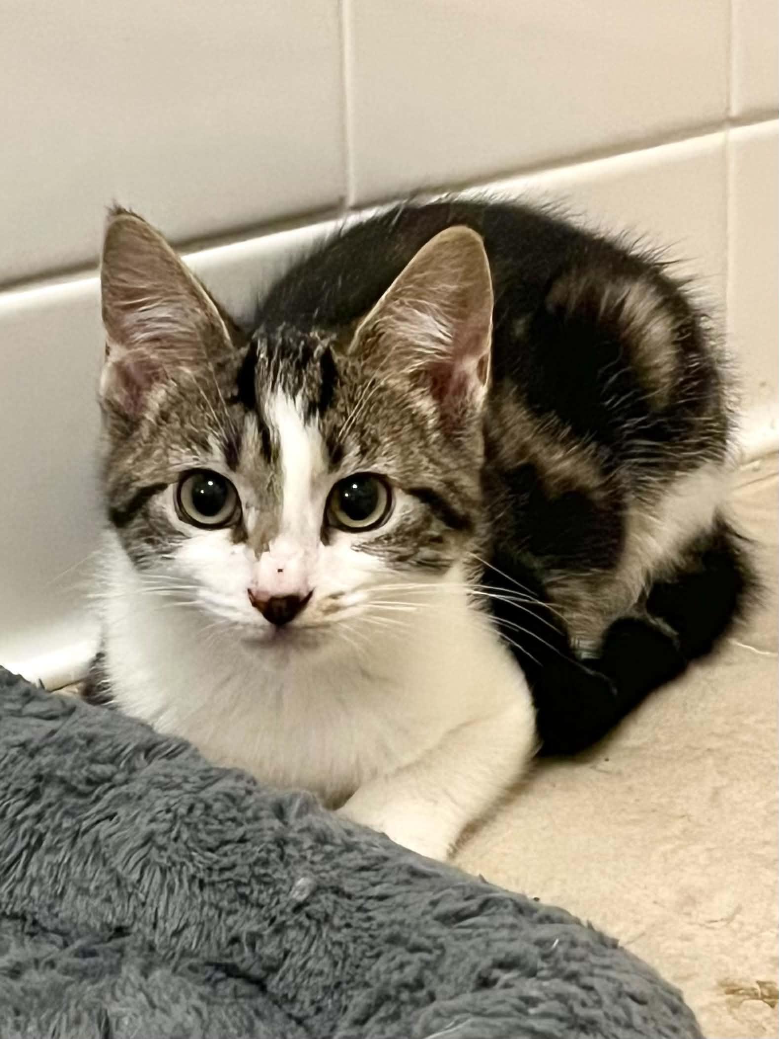 Wilma, Adopted, Kitten Female Domestic Short Hair.