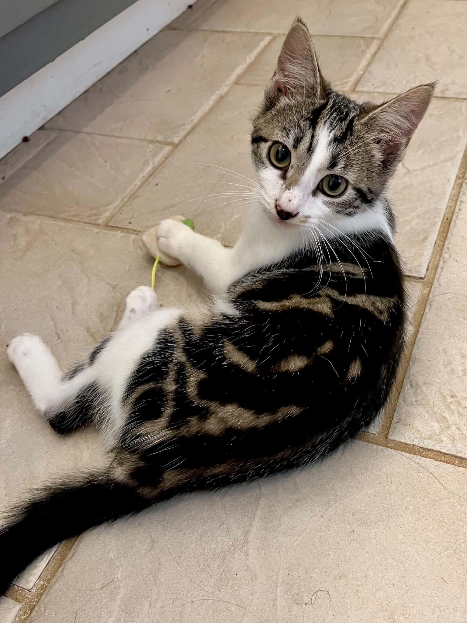 Enlarge Wilma, a Adopted Domestic Short Hair in Hickory, NC image 2/4