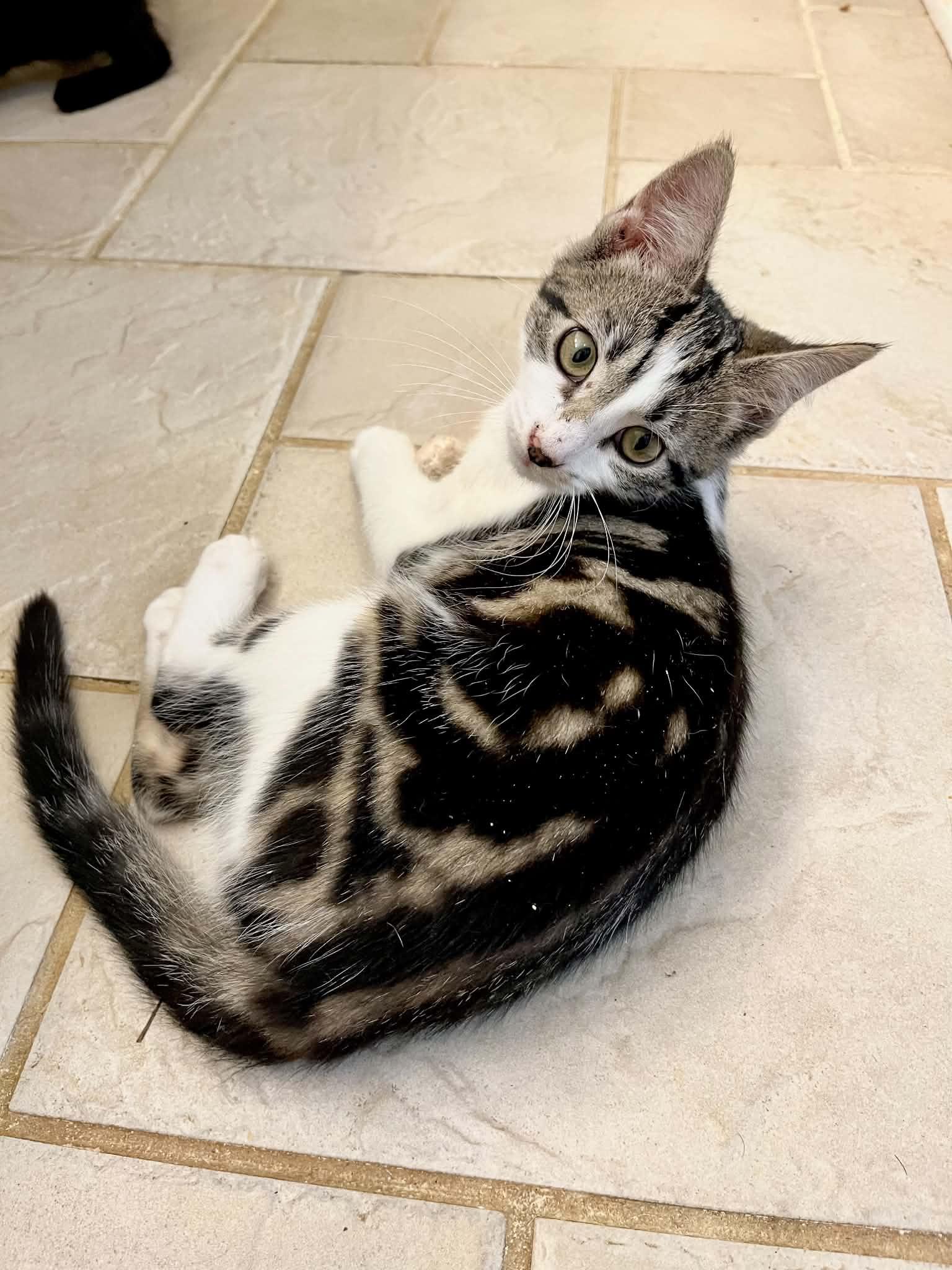 Enlarge Wilma, a Adopted Domestic Short Hair in Hickory, NC image 3/4