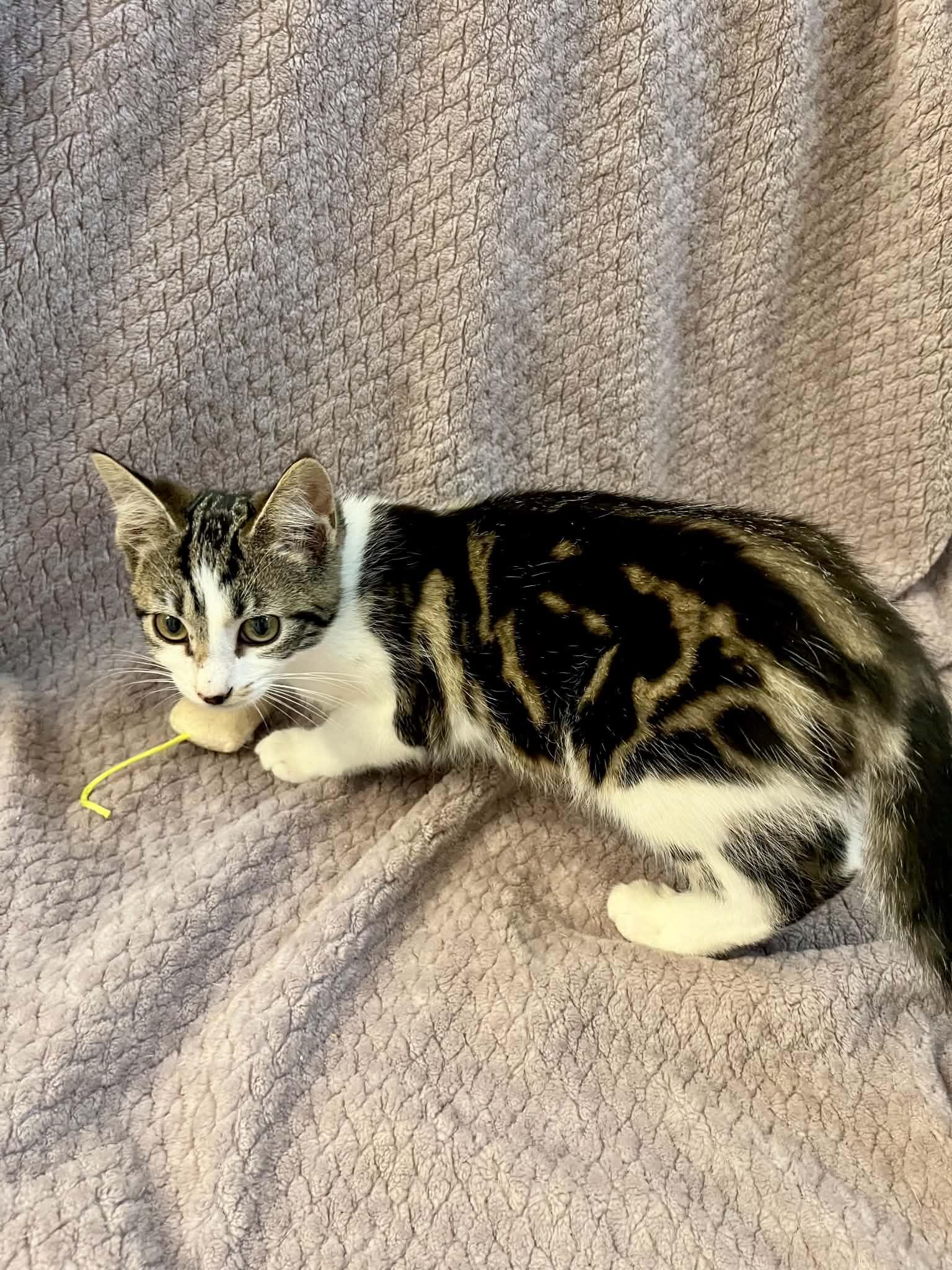 Enlarge Wilma, a Adopted Domestic Short Hair in Hickory, NC image 4/4