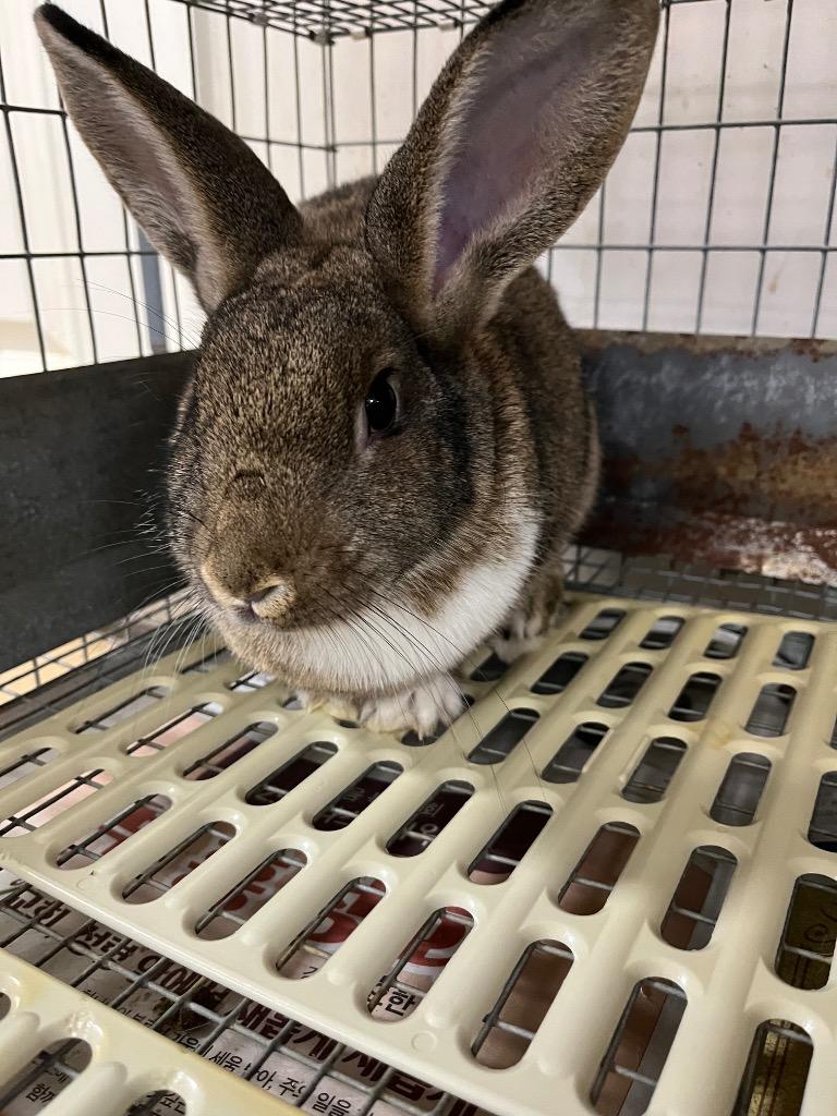 Pit / Pat 2, Adoptable, Young Female Dutch.