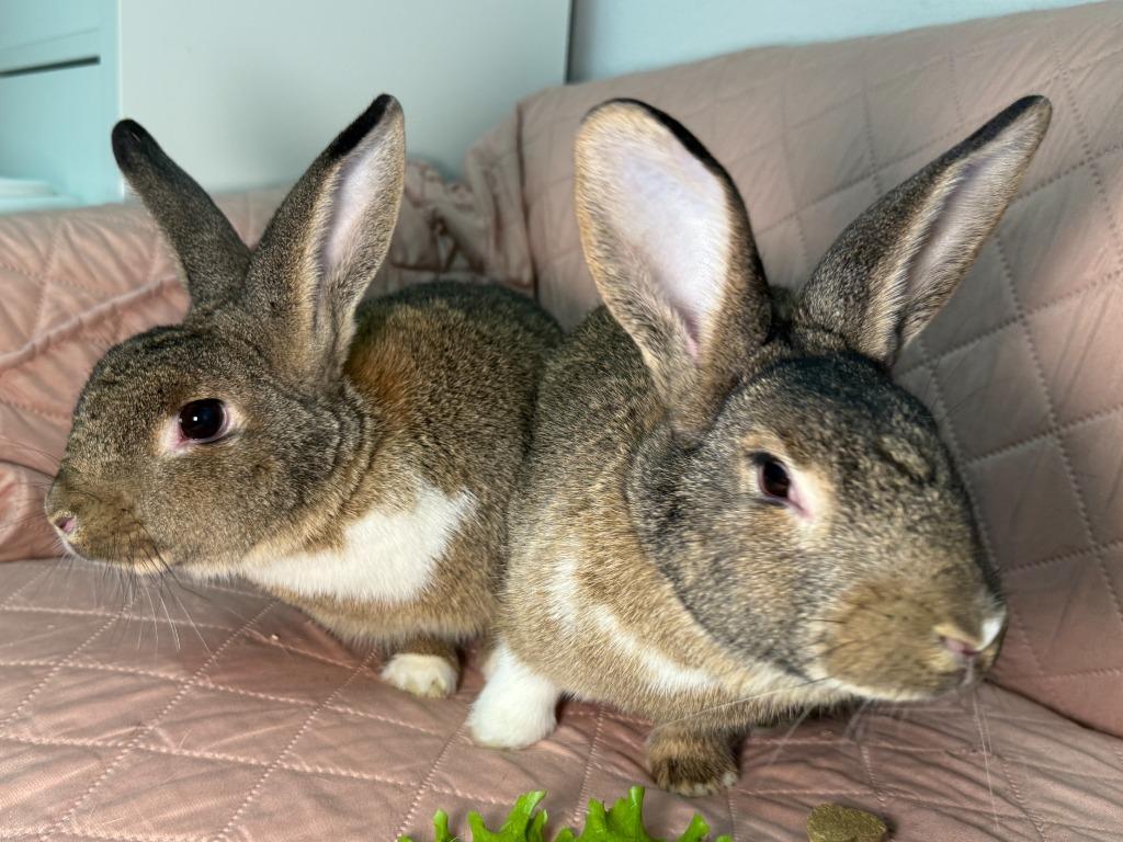 Enlarge Pit / Pat 2, a Adoptable Dutch in Pflugerville, TX image 2/6