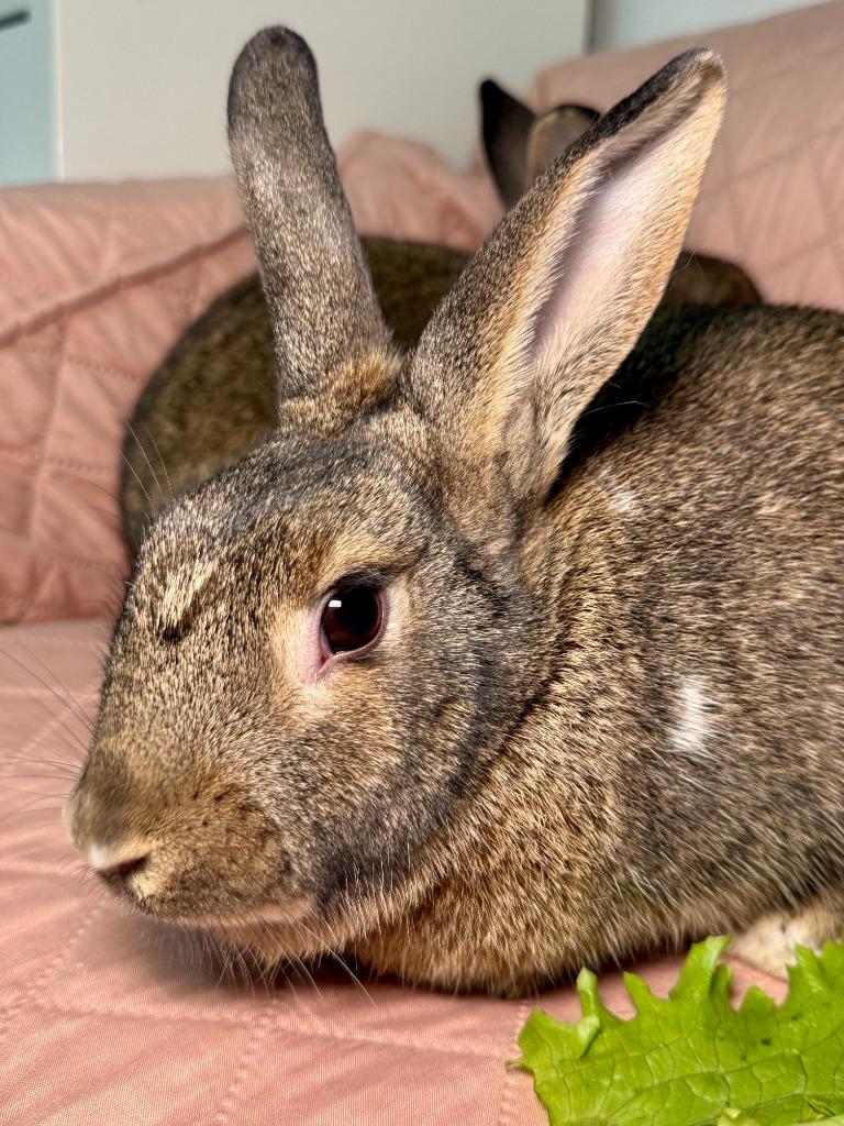 Enlarge Pit / Pat 2, a Adoptable Dutch in Pflugerville, TX image 3/6