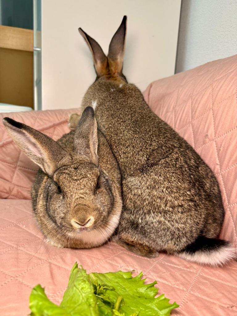 Enlarge Pit / Pat 2, a Adoptable Dutch in Pflugerville, TX image 4/6