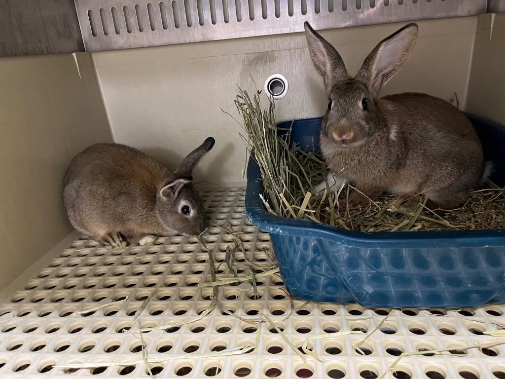 Enlarge Pit / Pat 2, a Adoptable Dutch in Pflugerville, TX image 5/6