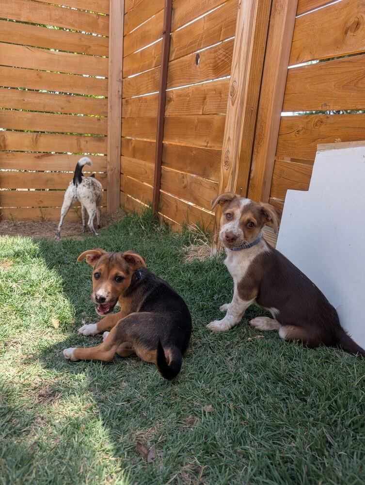 Enlarge Cantara, an adopted mixed breed in Commerce City, CO image 3/4