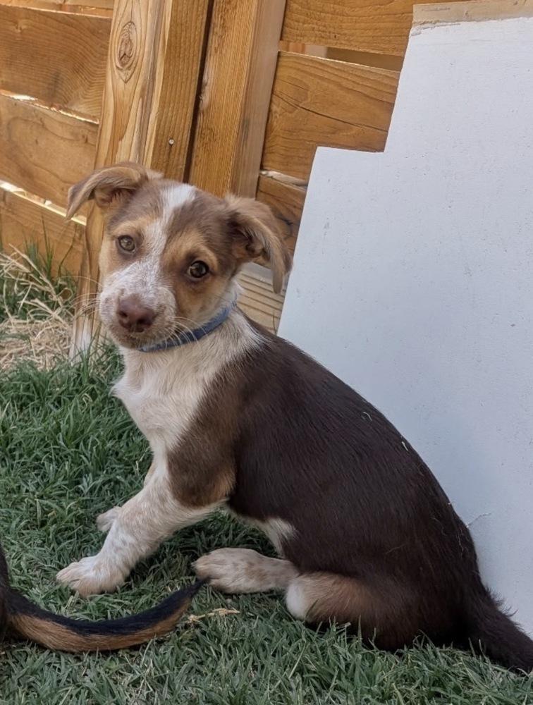 Cantara, adopted, Puppy Female Chihuahua.