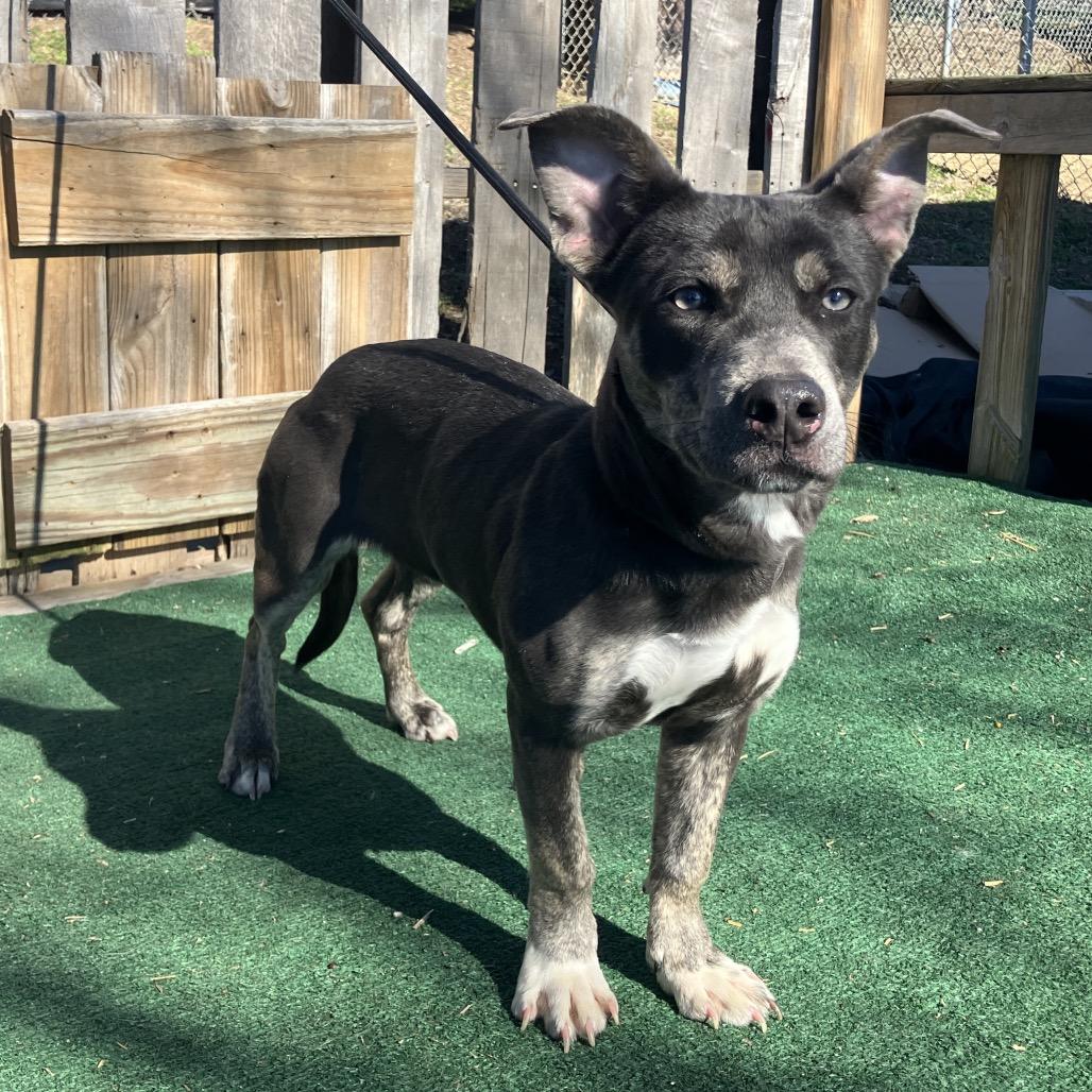 Miss.Yoda, Adoptable, Adult Female Mixed Breed & Mixed Breed.