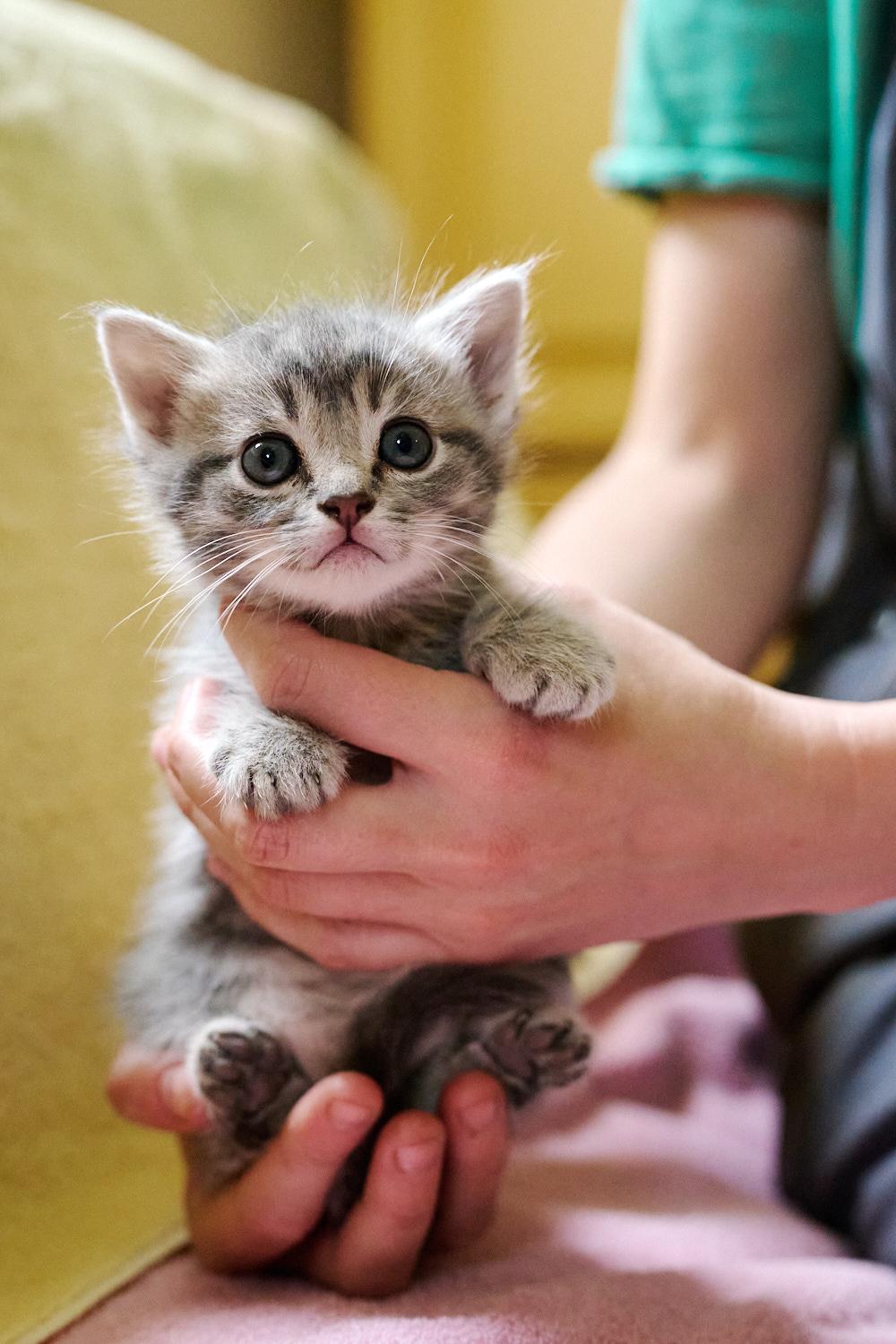 Pumpkin, ADOPTABLE, Kitten Female Domestic Short Hair.