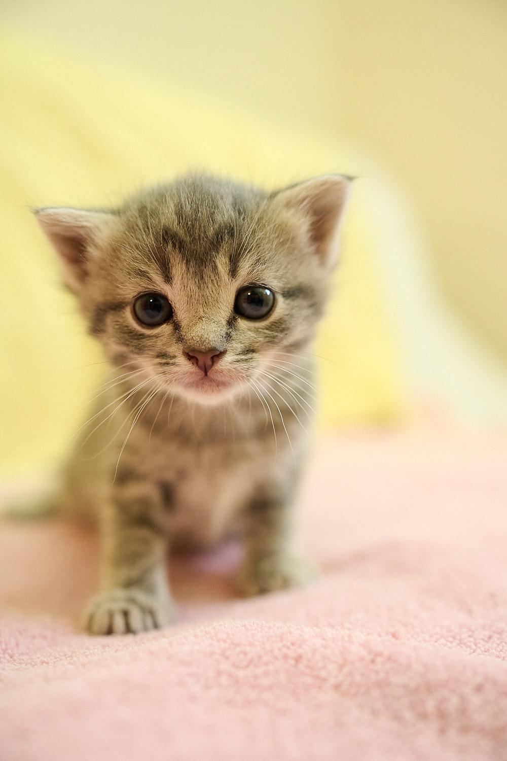 Enlarge Pumpkin, a ADOPTABLE Domestic Short Hair in Floyd, VA image 2/2