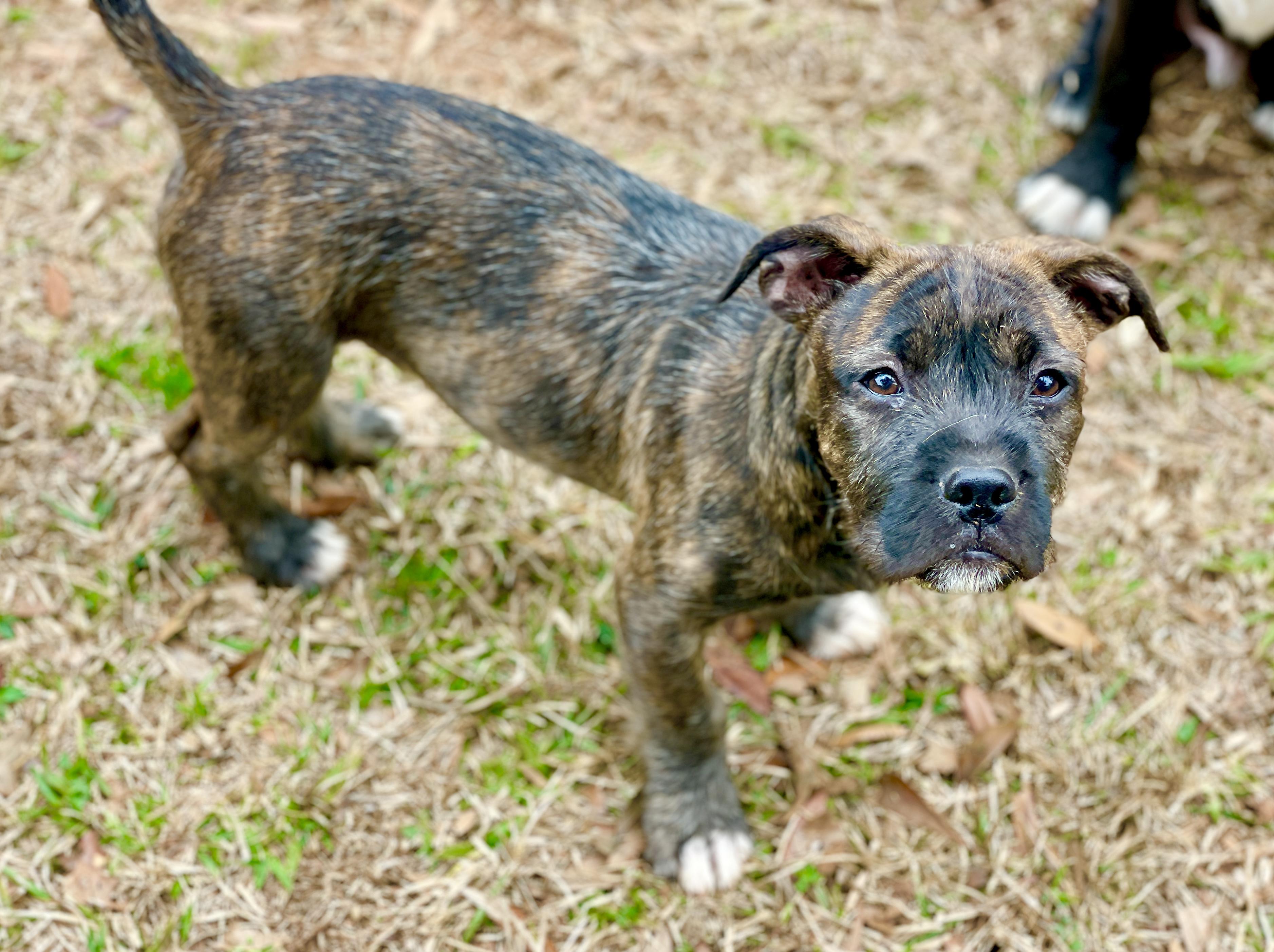 Dog for adoption Coop Short Legs & "Scruffy", a Wirehaired Terrier