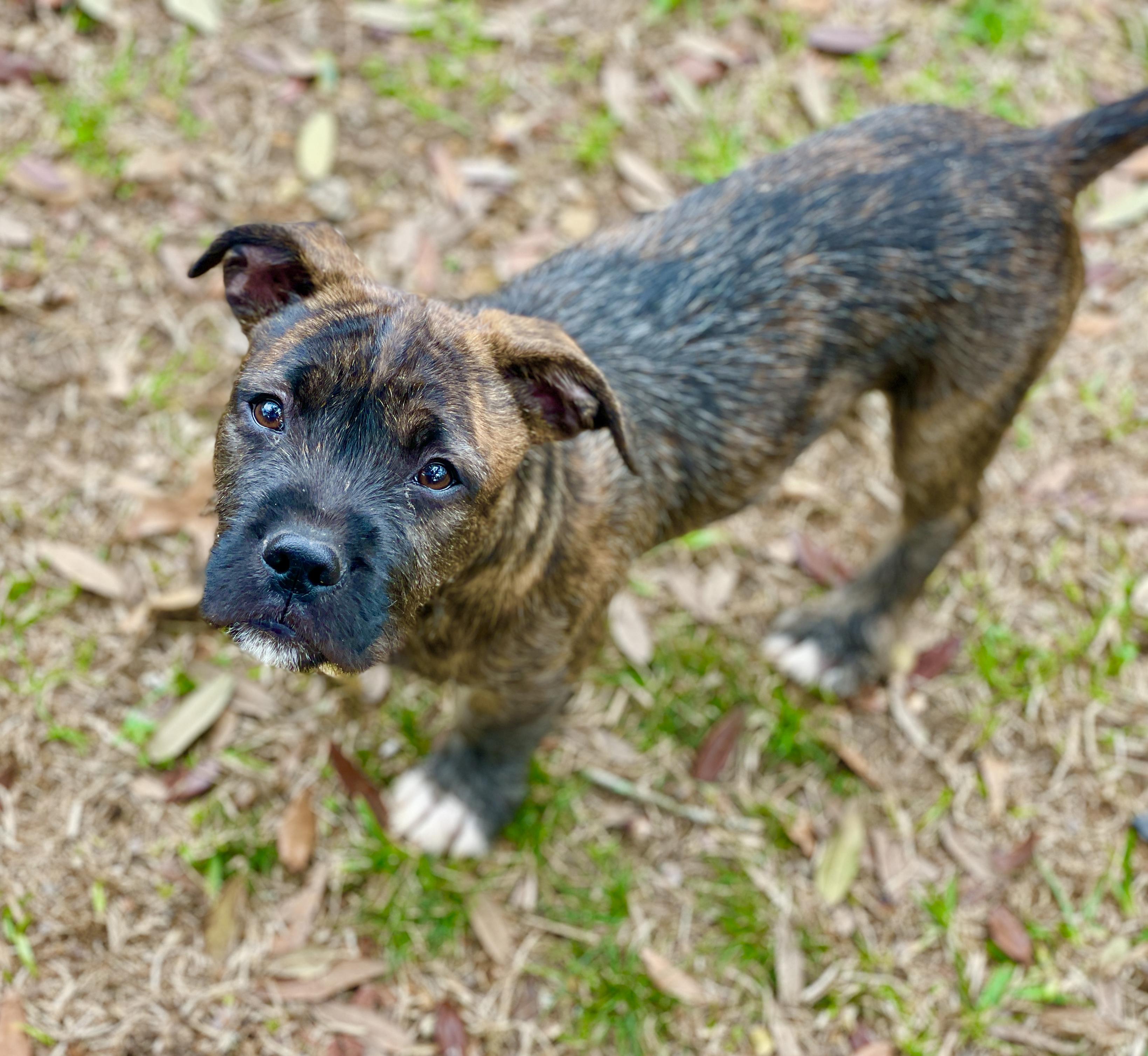 Dog for adoption - Coop- Short Legs & "Scruffy", a Wirehaired Terrier