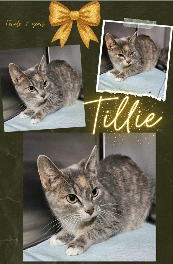 Tillie, Adoptable, Adult Female Domestic Short Hair.
