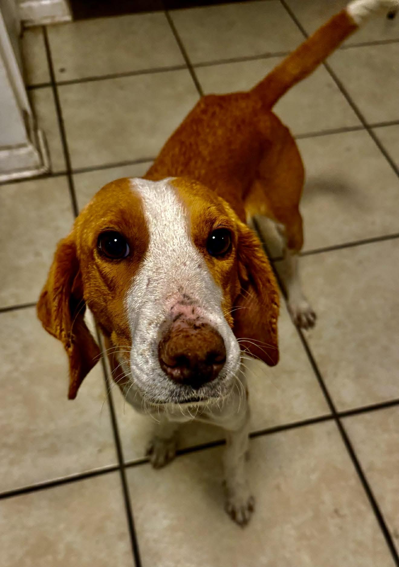 Enlarge Holly, a ADOPTABLE mixed breed in Mount Holly, NJ image 4/6