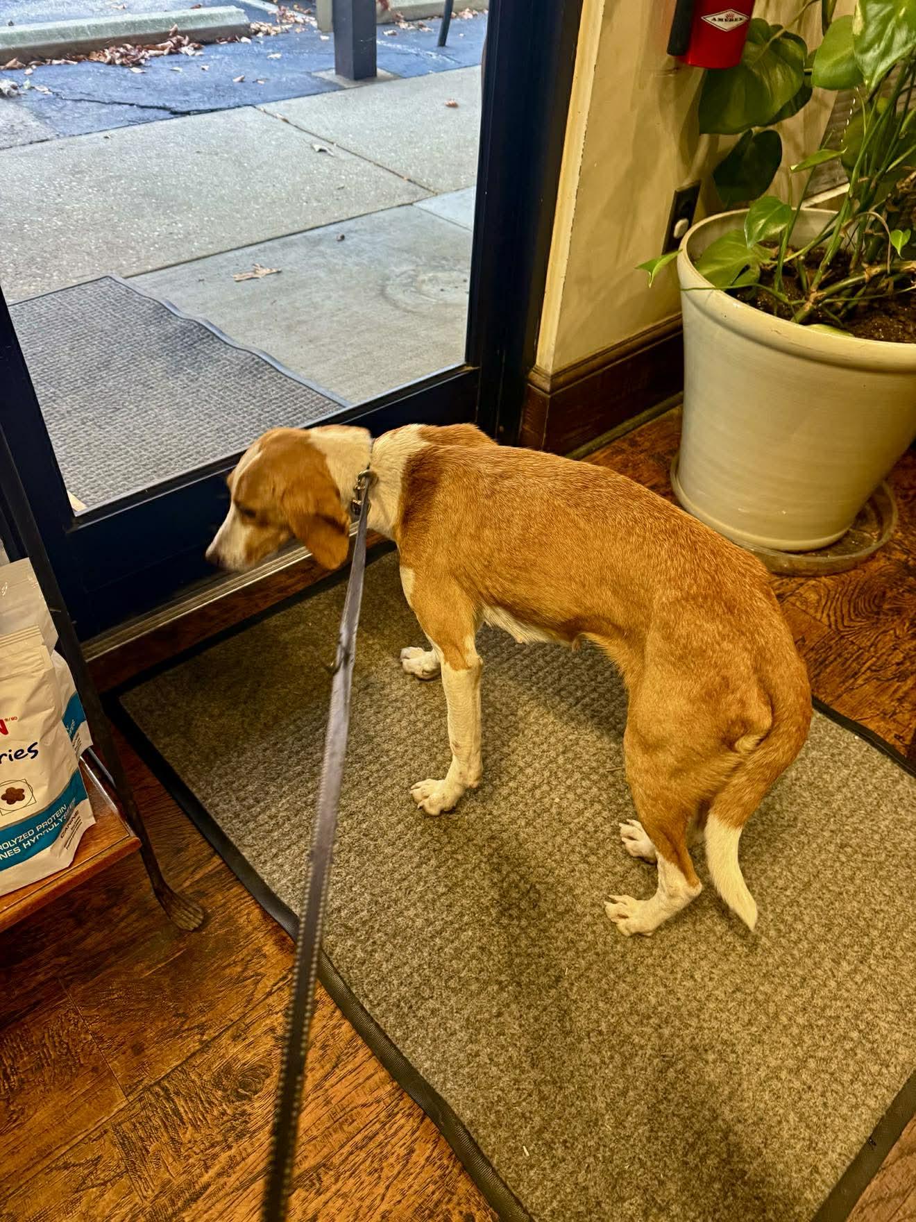 Enlarge Holly, a ADOPTABLE mixed breed in Mount Holly, NJ image 3/6