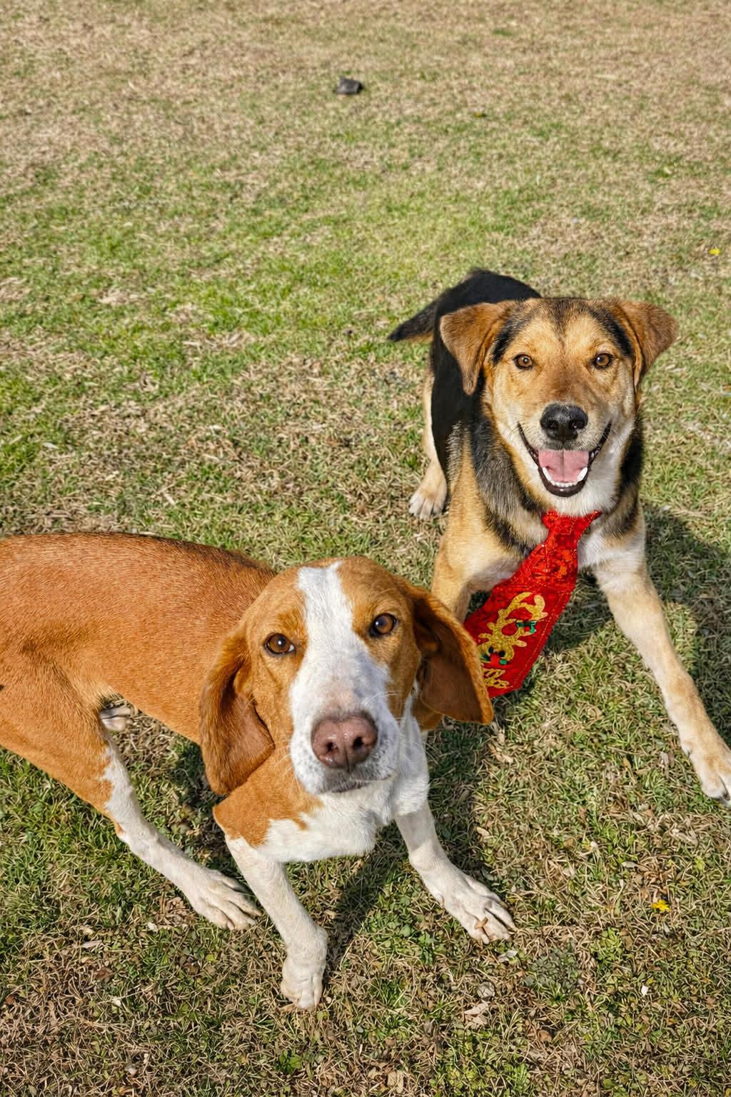 Enlarge Holly, a ADOPTABLE mixed breed in Mount Holly, NJ image 2/6