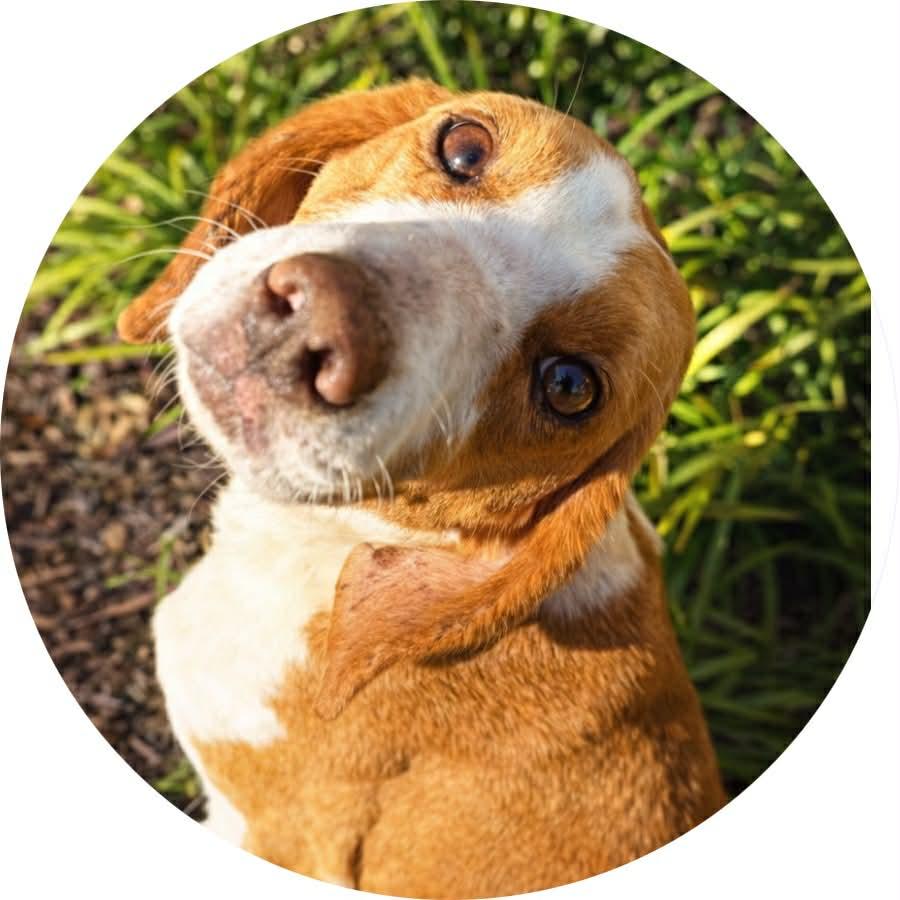 Holly, ADOPTABLE, Adult Female Hound.