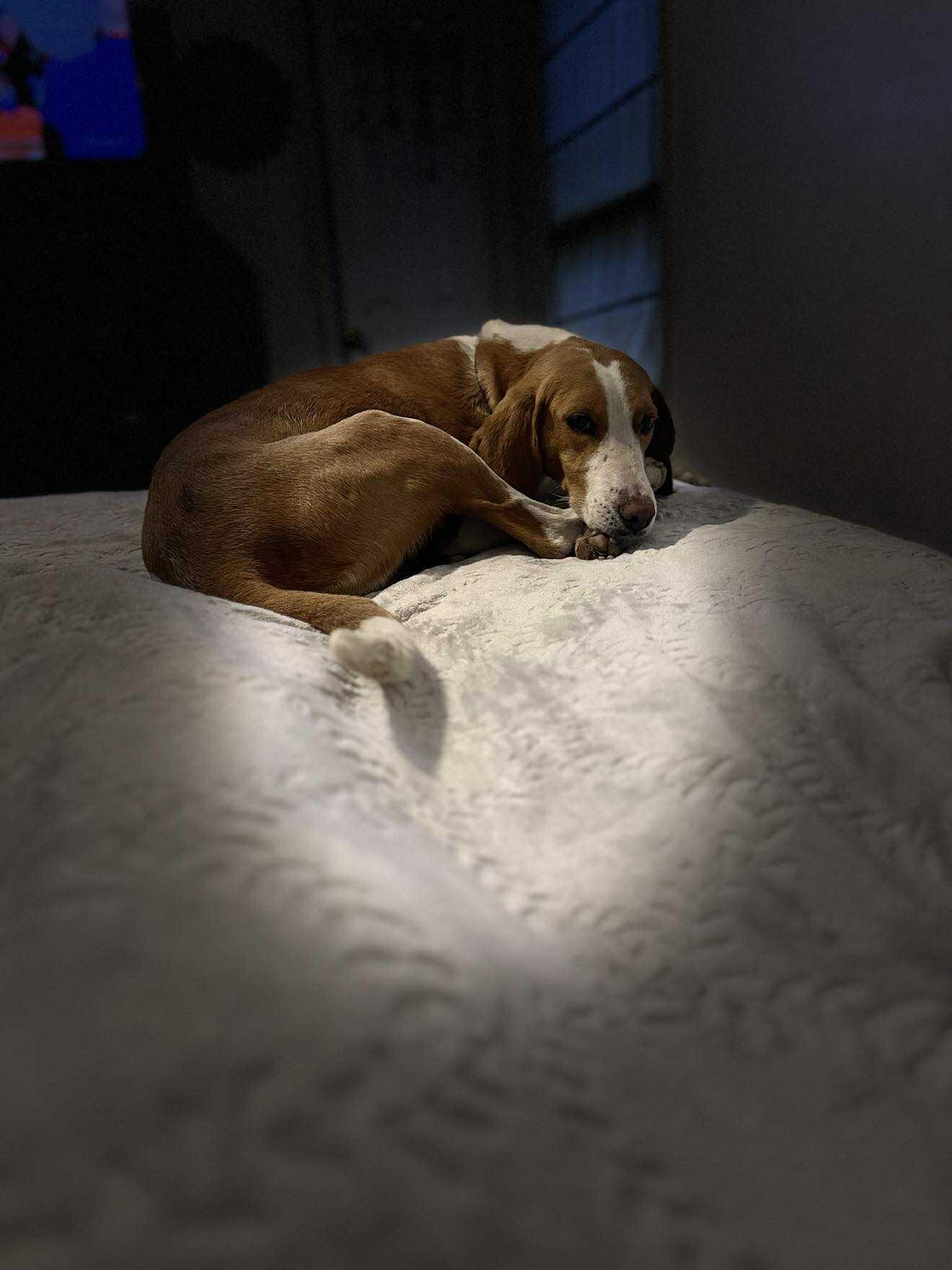 Enlarge Holly, a ADOPTABLE mixed breed in Mount Holly, NJ image 5/6